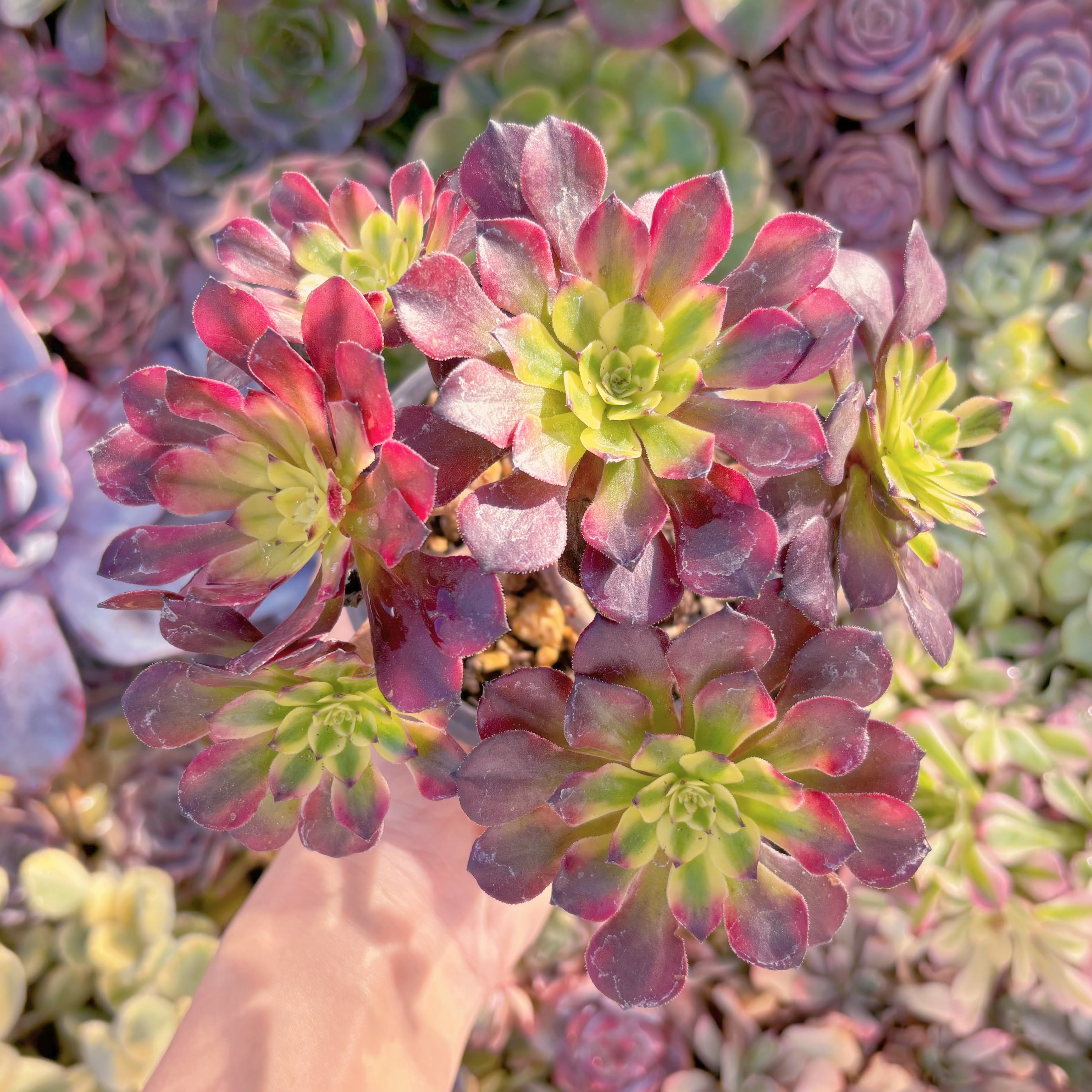 現品　花蝶#768　群生　新入荷　るる農園