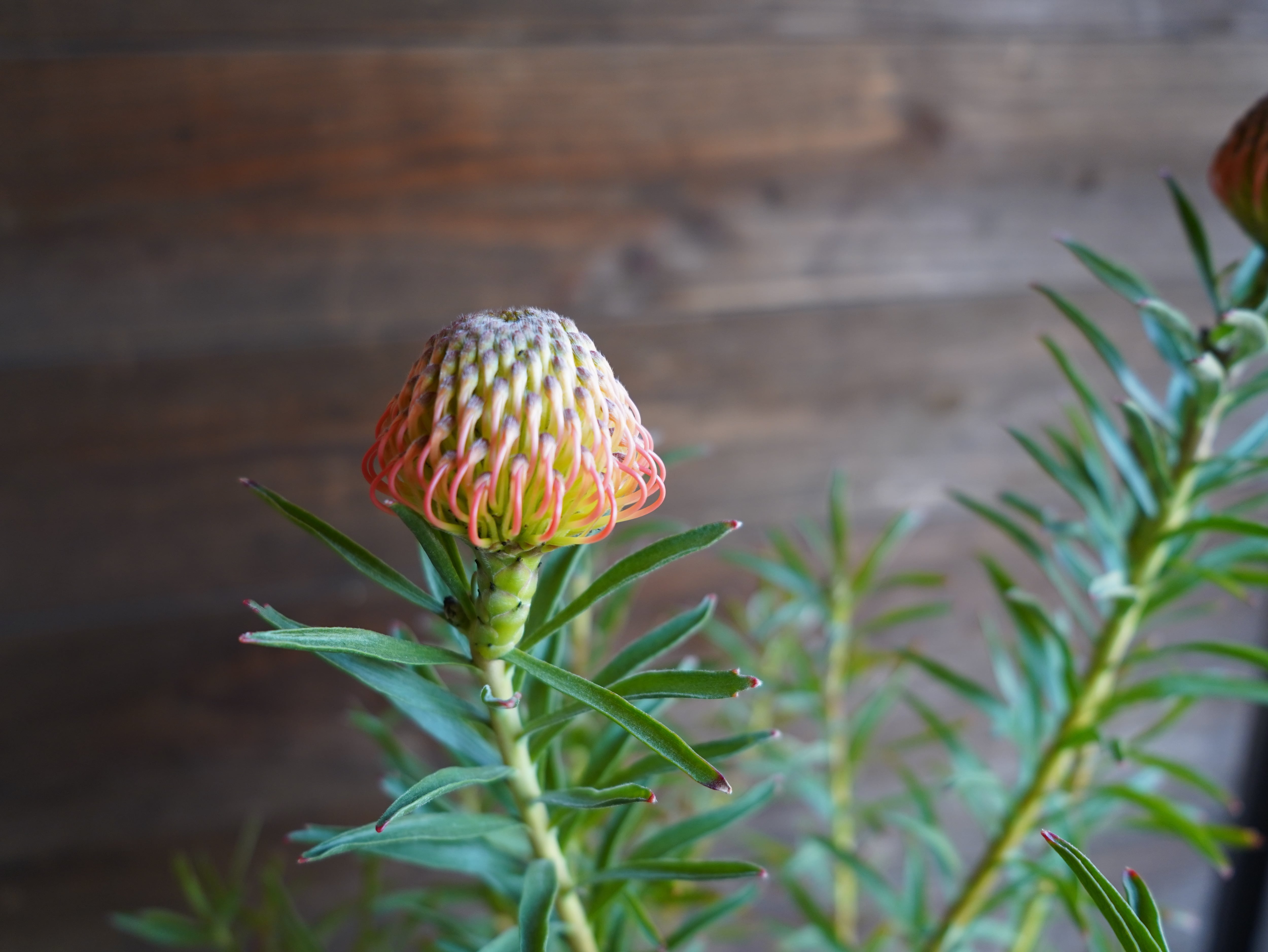 【現物】リューコスペルマム "コーディフォリウム"