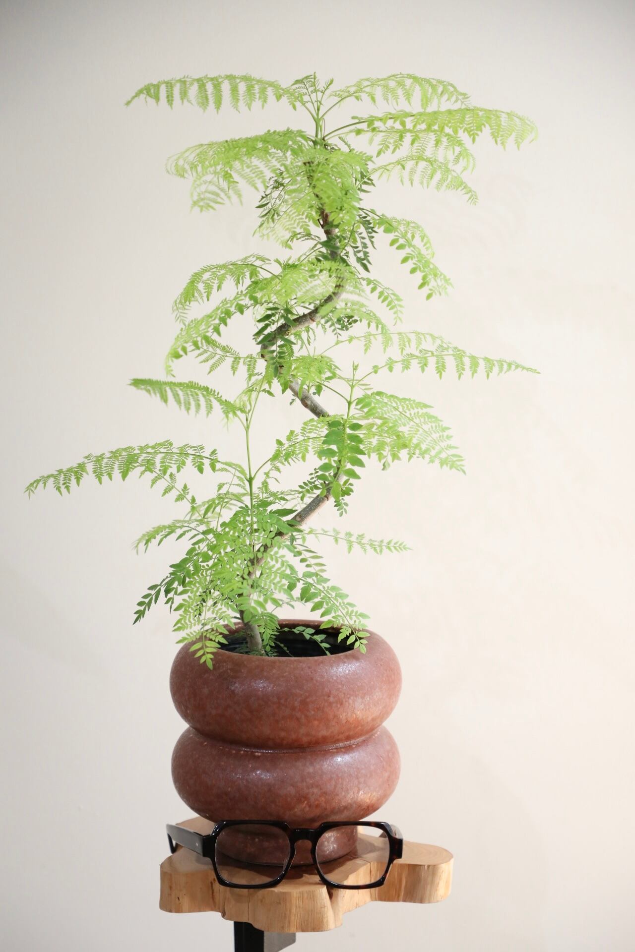 M】ジャカランダ ミモシフォリア 曲げ木/Jacaranda mimosifolia M】ジャカランダ ミモシフォリア 曲げ木/Jacaranda mimosifolia