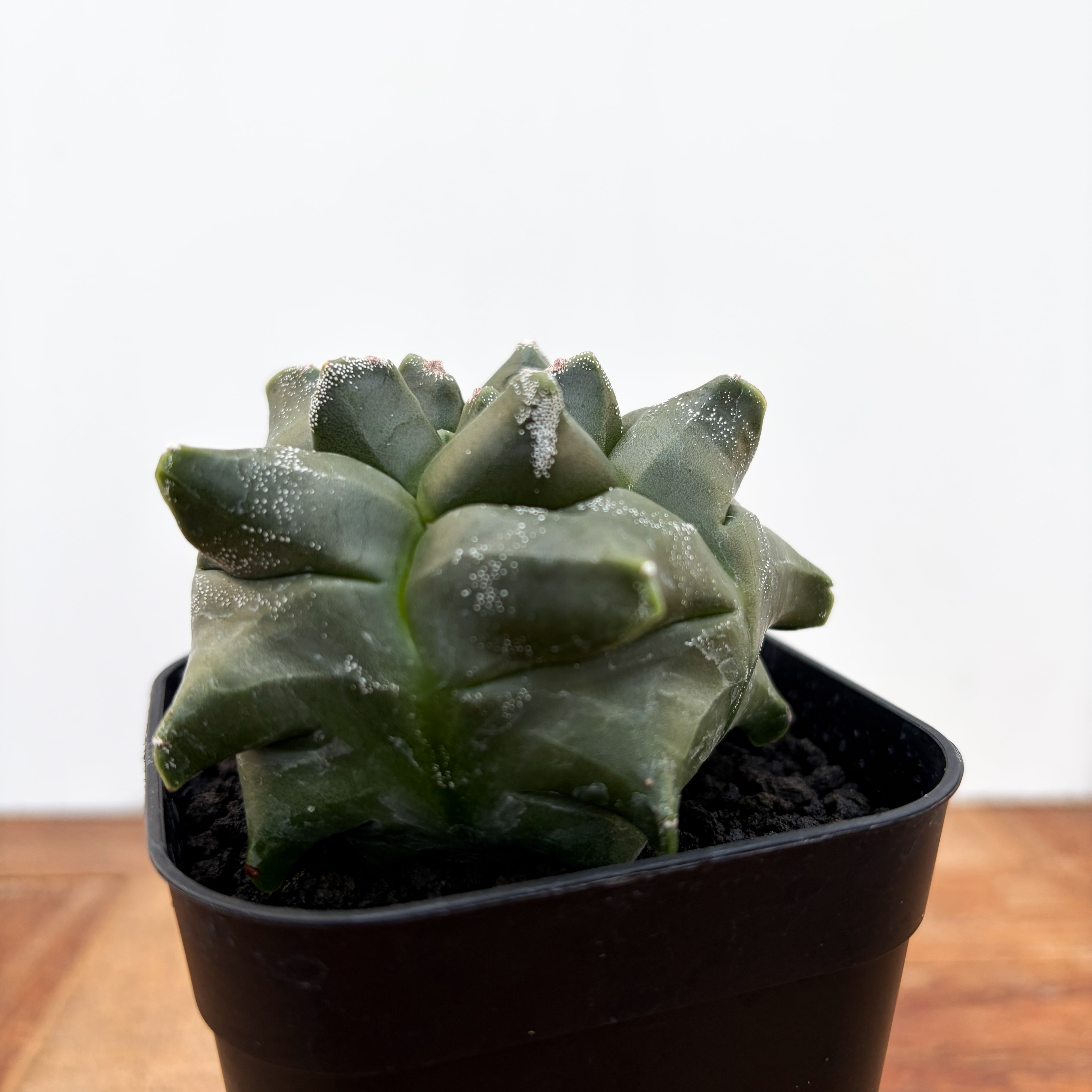 Astrophytum myriostigma var. nudum 【アストロフィツム・金平糖