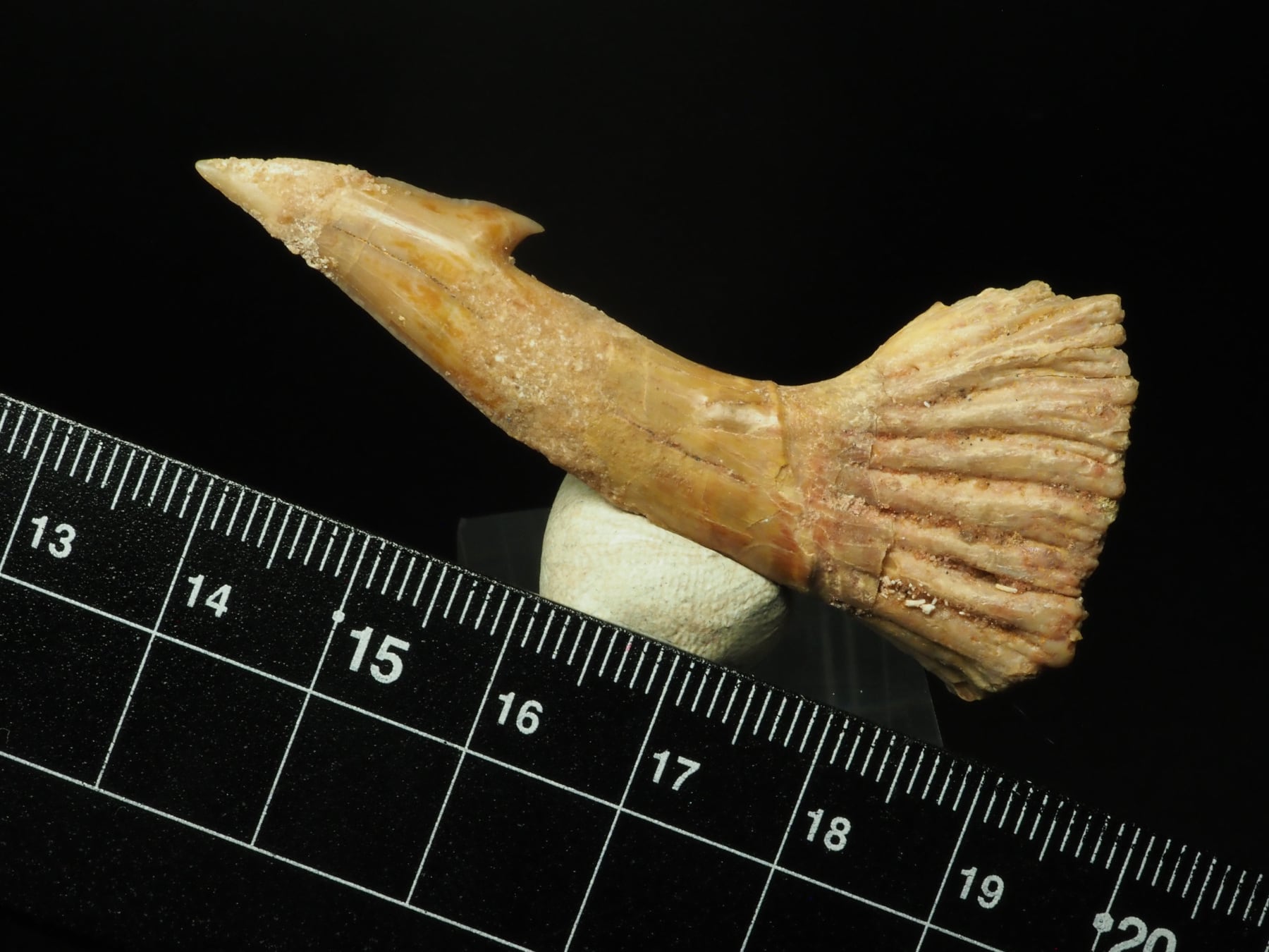 ノコギリエイの歯【60mm】【Onchopristis numidus】モロッコ王国産