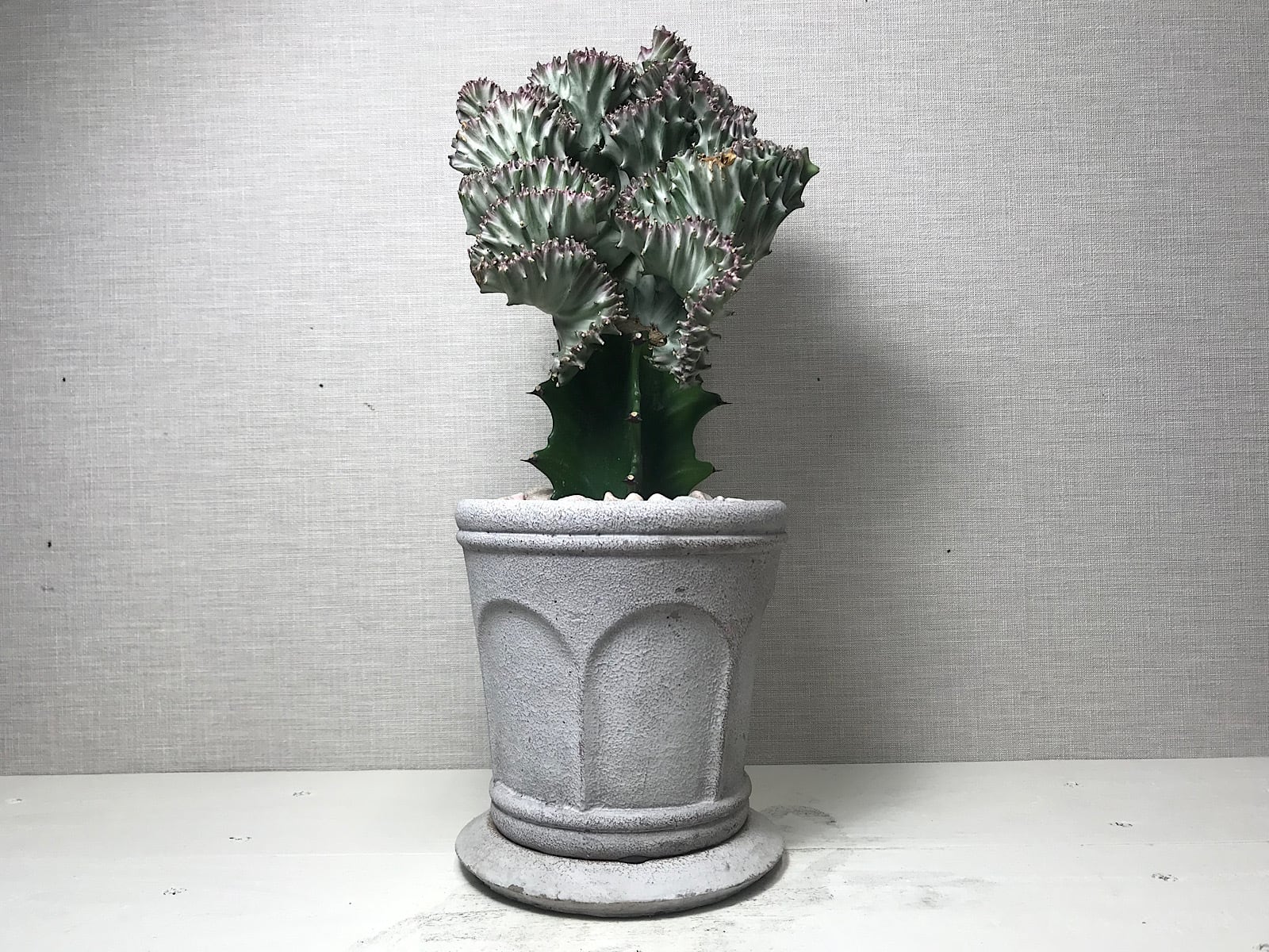 ユーフォルビア ラクティア綴化