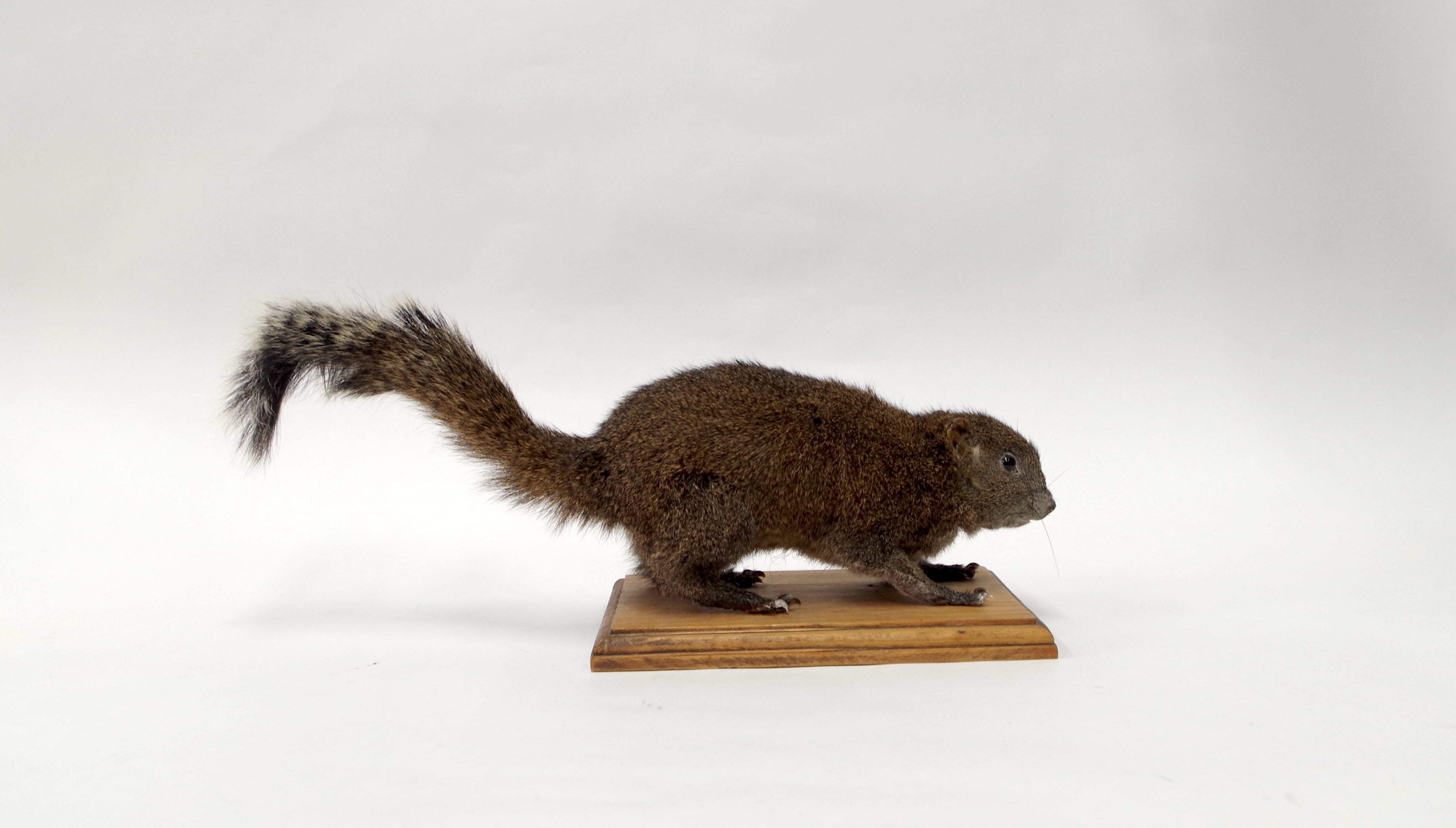 剥製 | アトリエ杉本