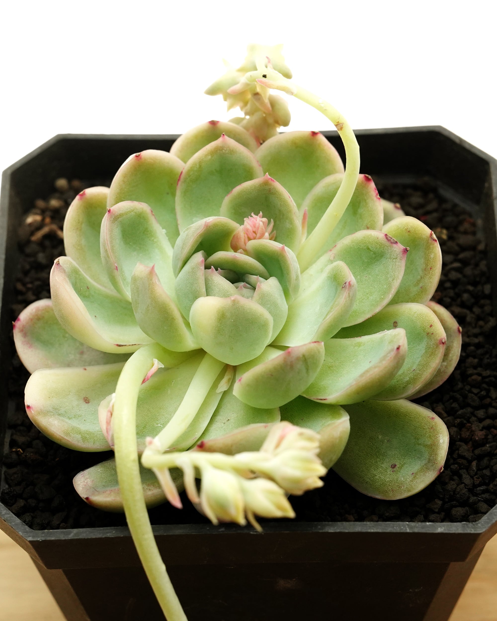 キメラ錦  カット苗 斑入り | PUKUBOOK SUCCULENTS