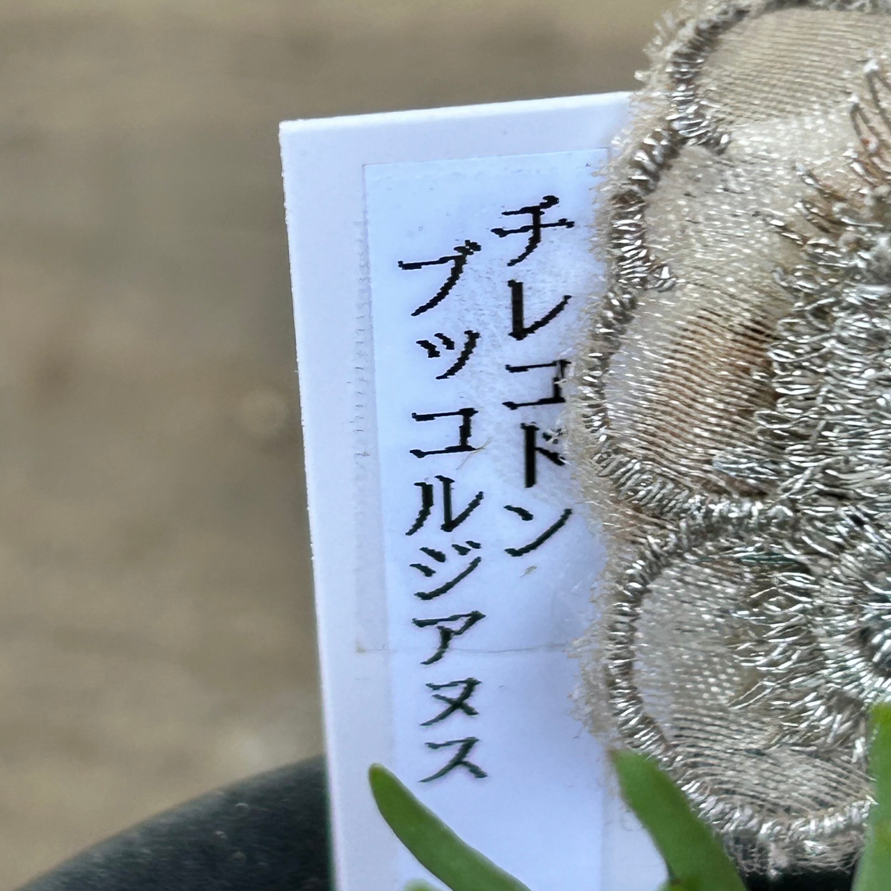 T) チレコドン ブッコルジアヌス | RuPo 多肉植物専門店