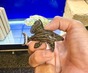 ワイルド・グリーンロイヤルプレコ