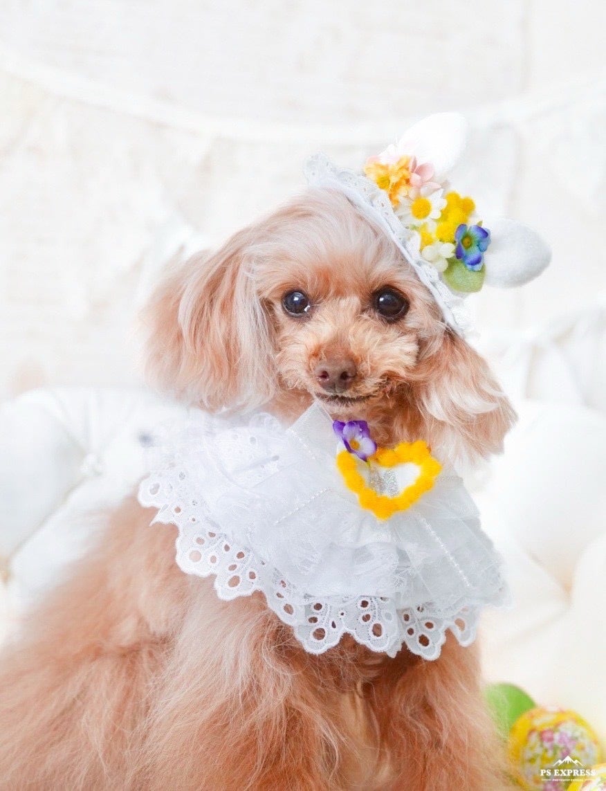 Item アイテム | 犬の生活オンラインブティック