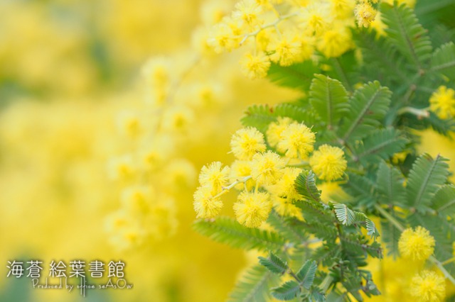 【ポストカード】ミモザの春【花】