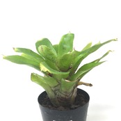 ネオレゲリア タイガーキャット【191】