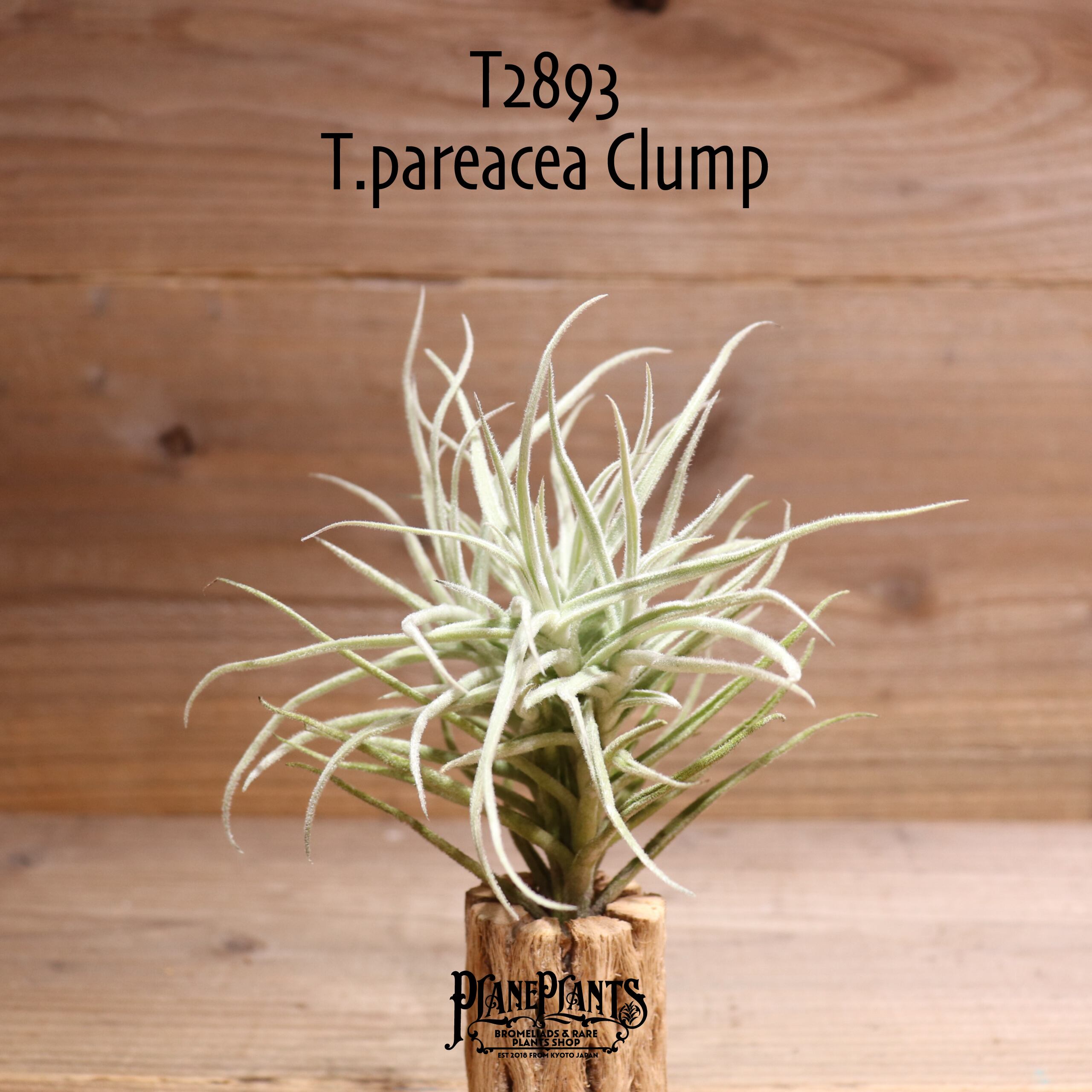 【送料無料】パレアセア クランプ〔エアプランツ〕現品発送T2893