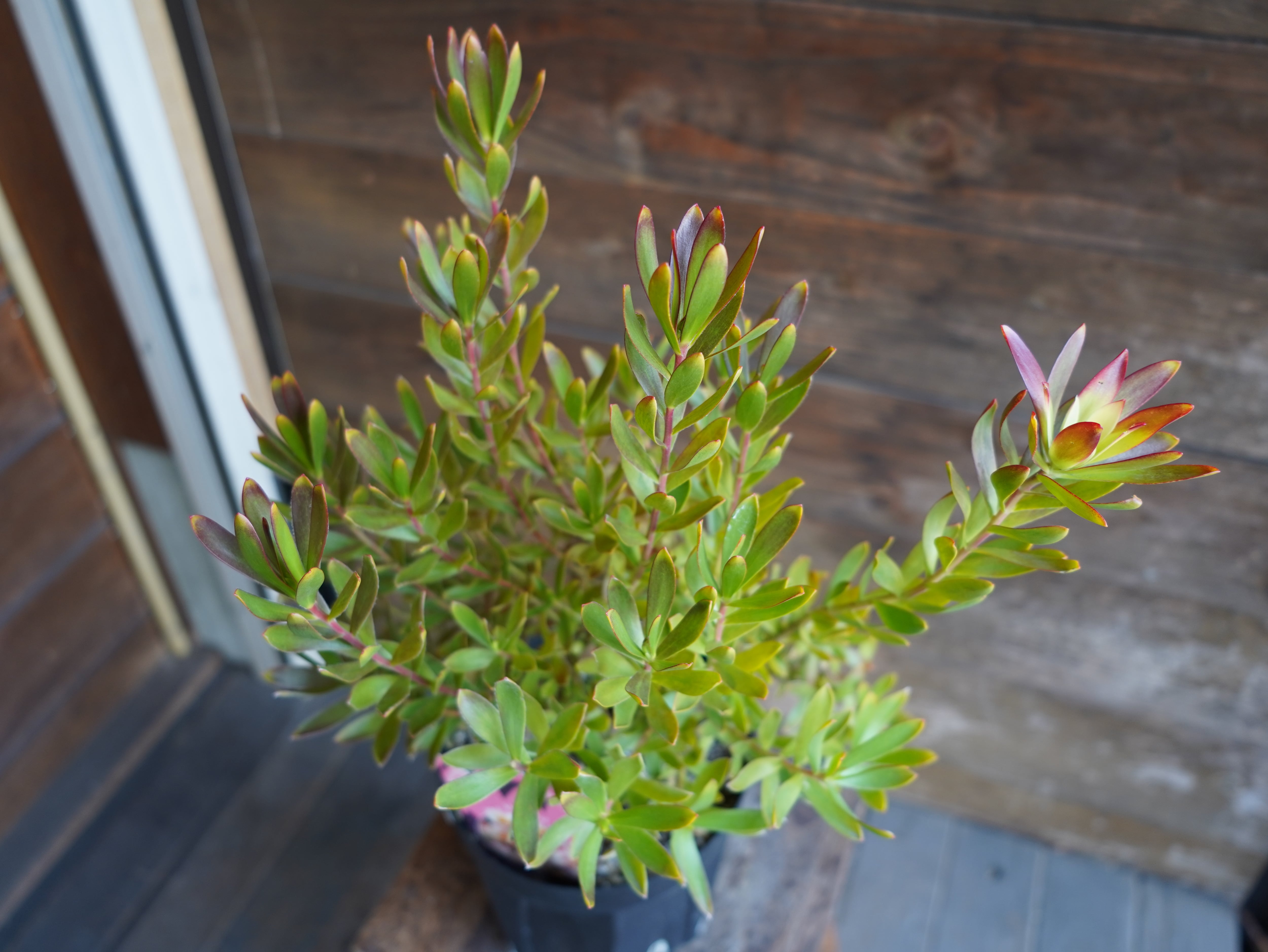 【現物】リューカデンドロン ”Harvest” 6号