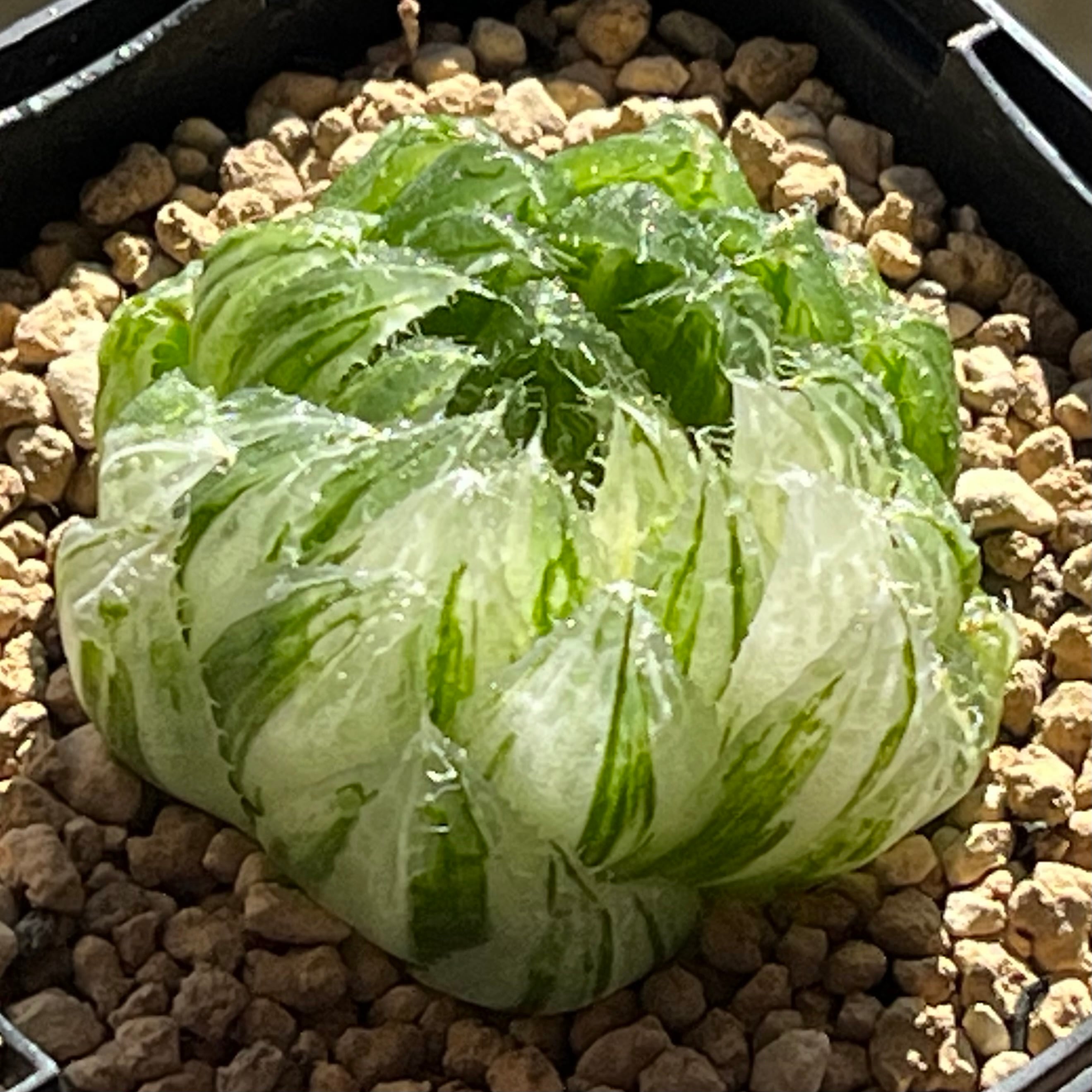ハオルチア 桜水晶錦 | mocono_plants