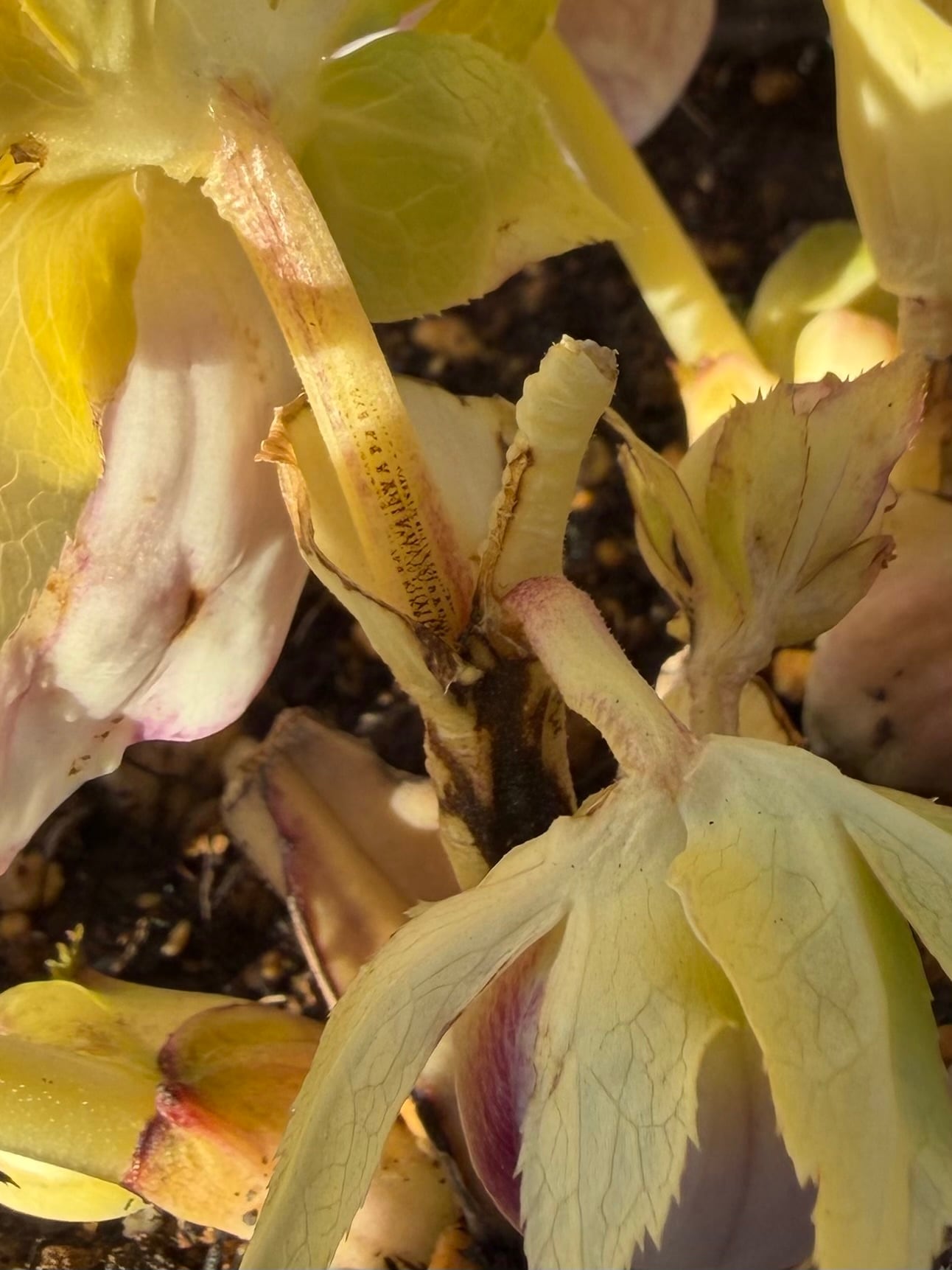 プリマヴェーラホワイトゴールド 充実株 ※脇芽未確認＆花茎キズ有 加藤