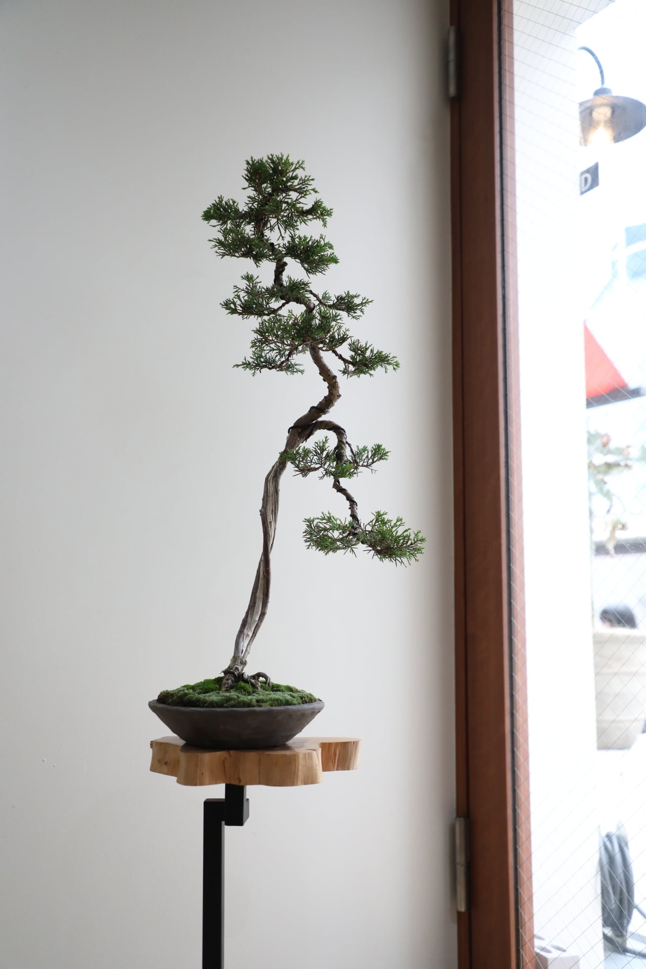 M】糸魚川真柏 盆栽 ※推定樹齢30年/Juniper Shimpaku | 【厳選植物・器