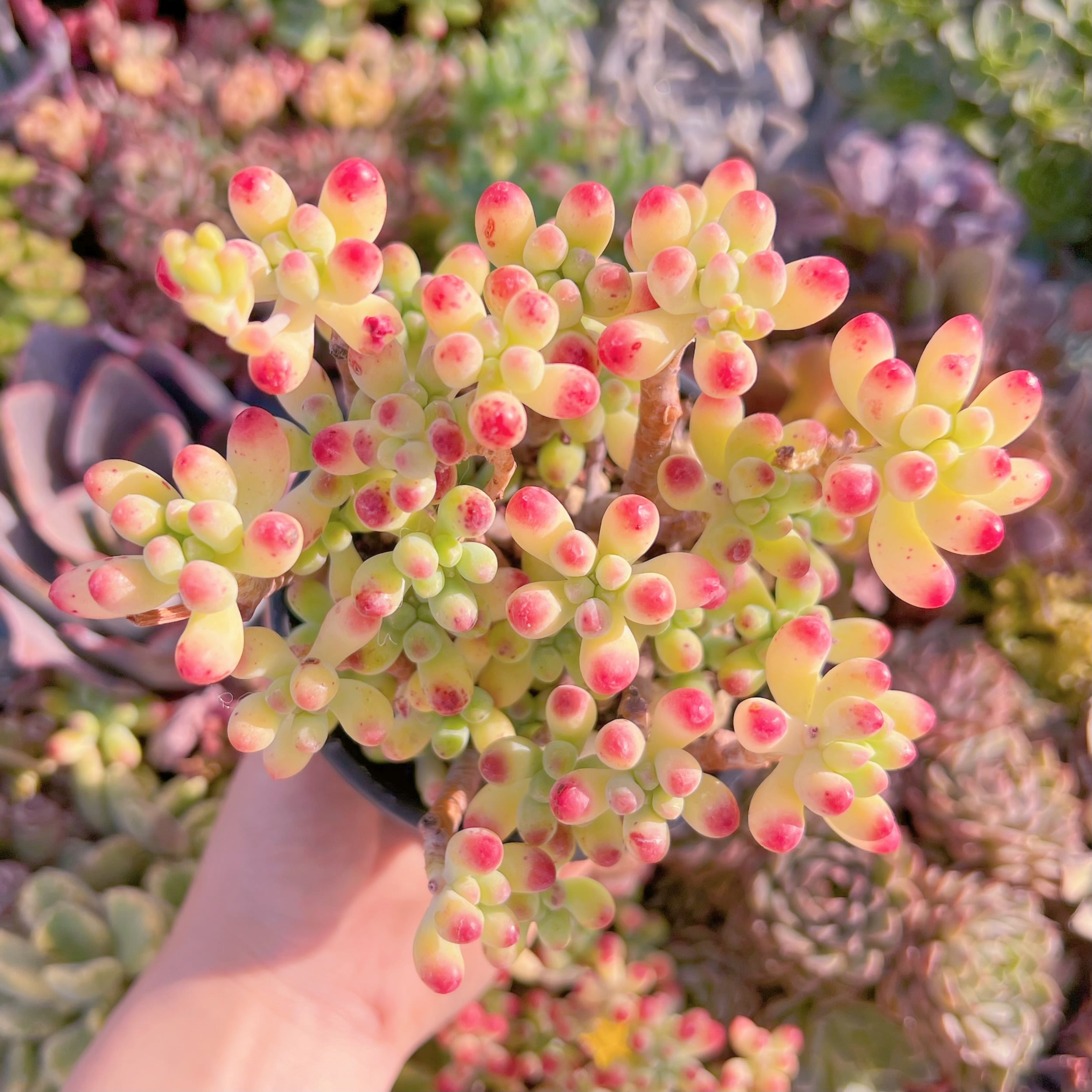 現品　ベリー果#231　新入荷　るる農園