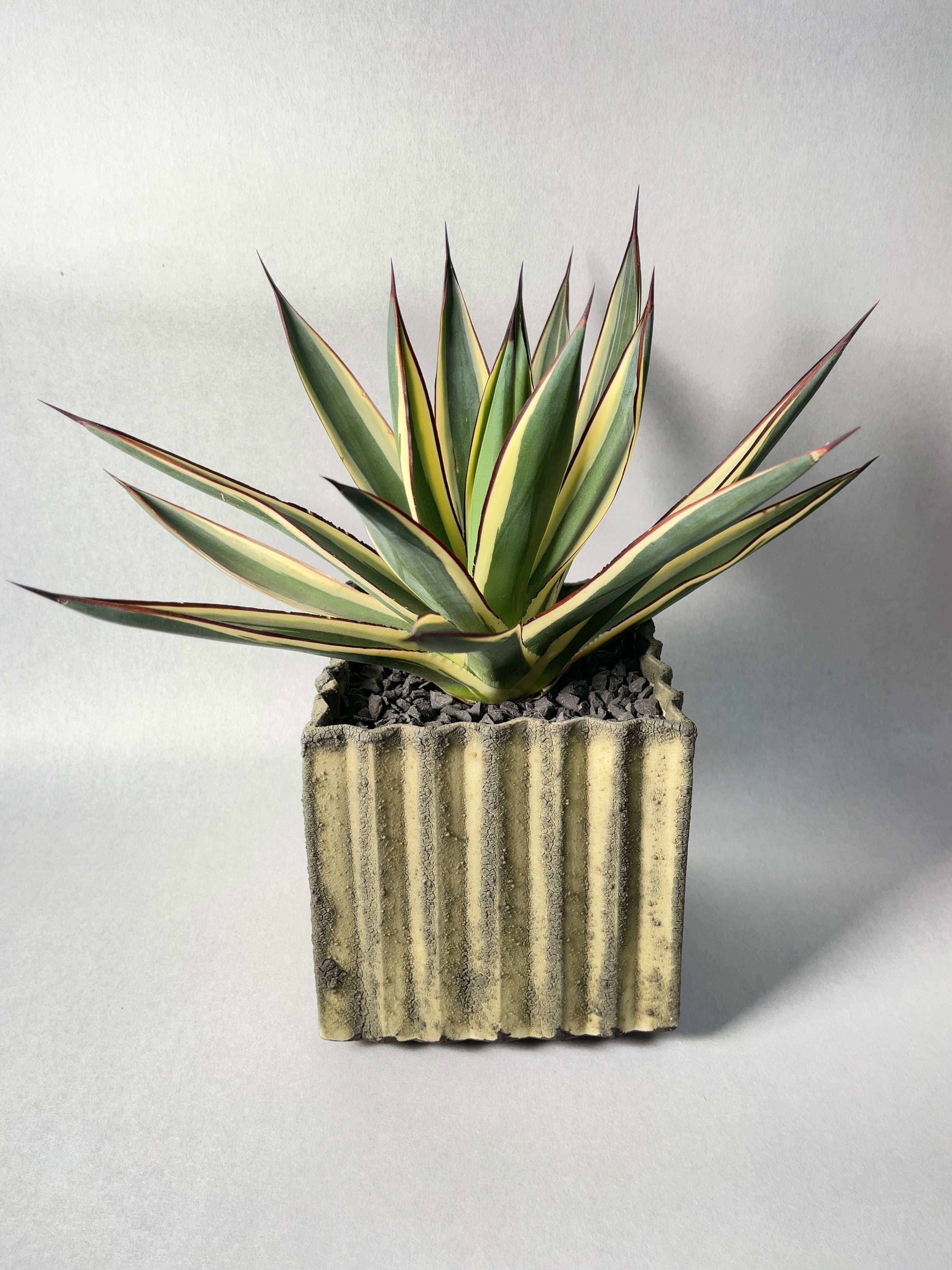 アガベ・サングロウ | trigger