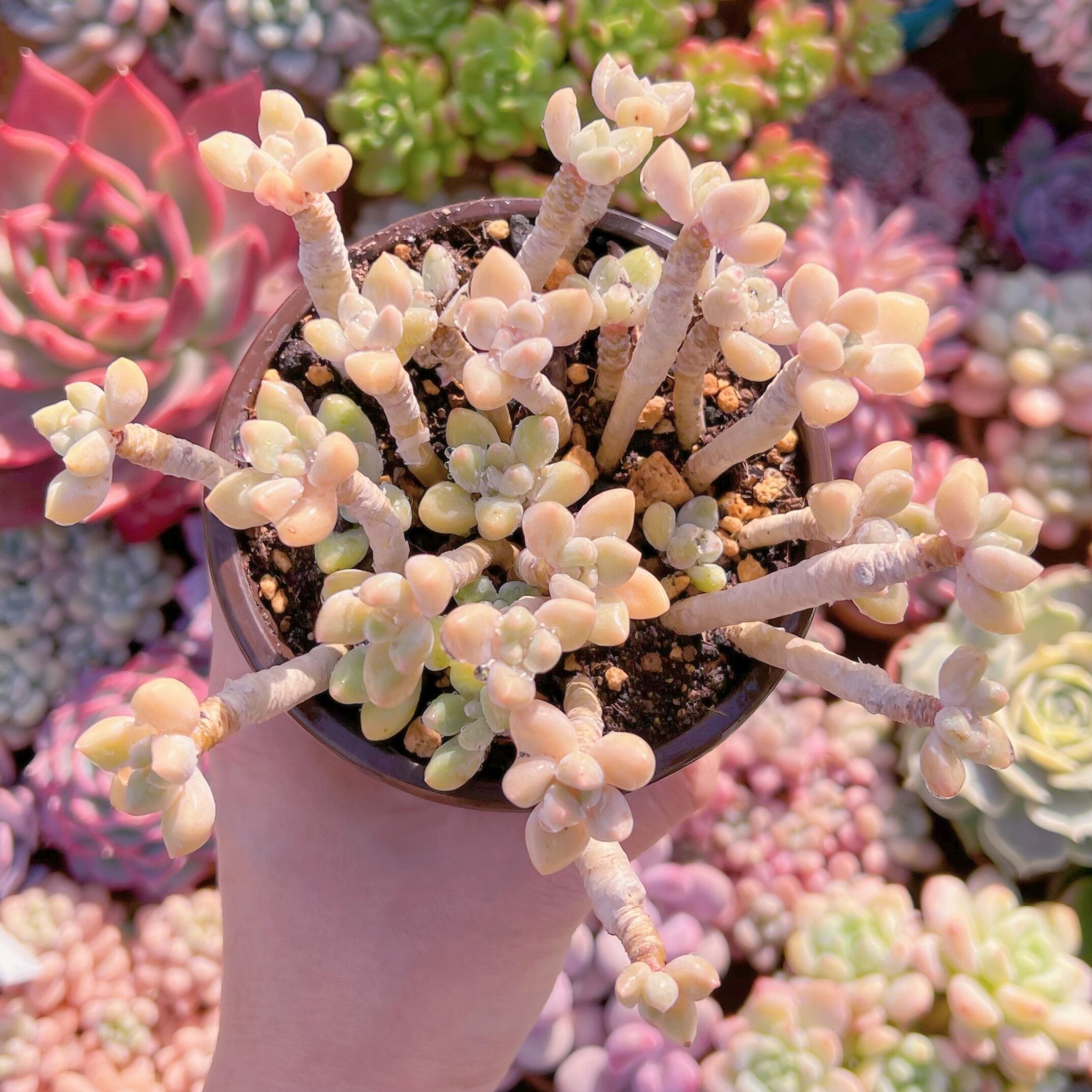 現品　ホワイトケーキ#704    大群生　新入荷