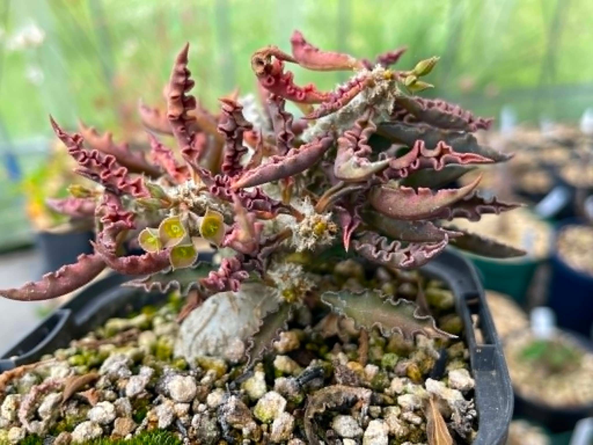 5粒超お得セットレアリー、ジプソフィラ、バルニミアナの種子 ドルステニア・バルニミアナ／Dorstenia barnimiana【種子3粒