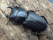 【WD】《ドルクス zhouchaoi（メンシウス ssp.） 24mm ペア》