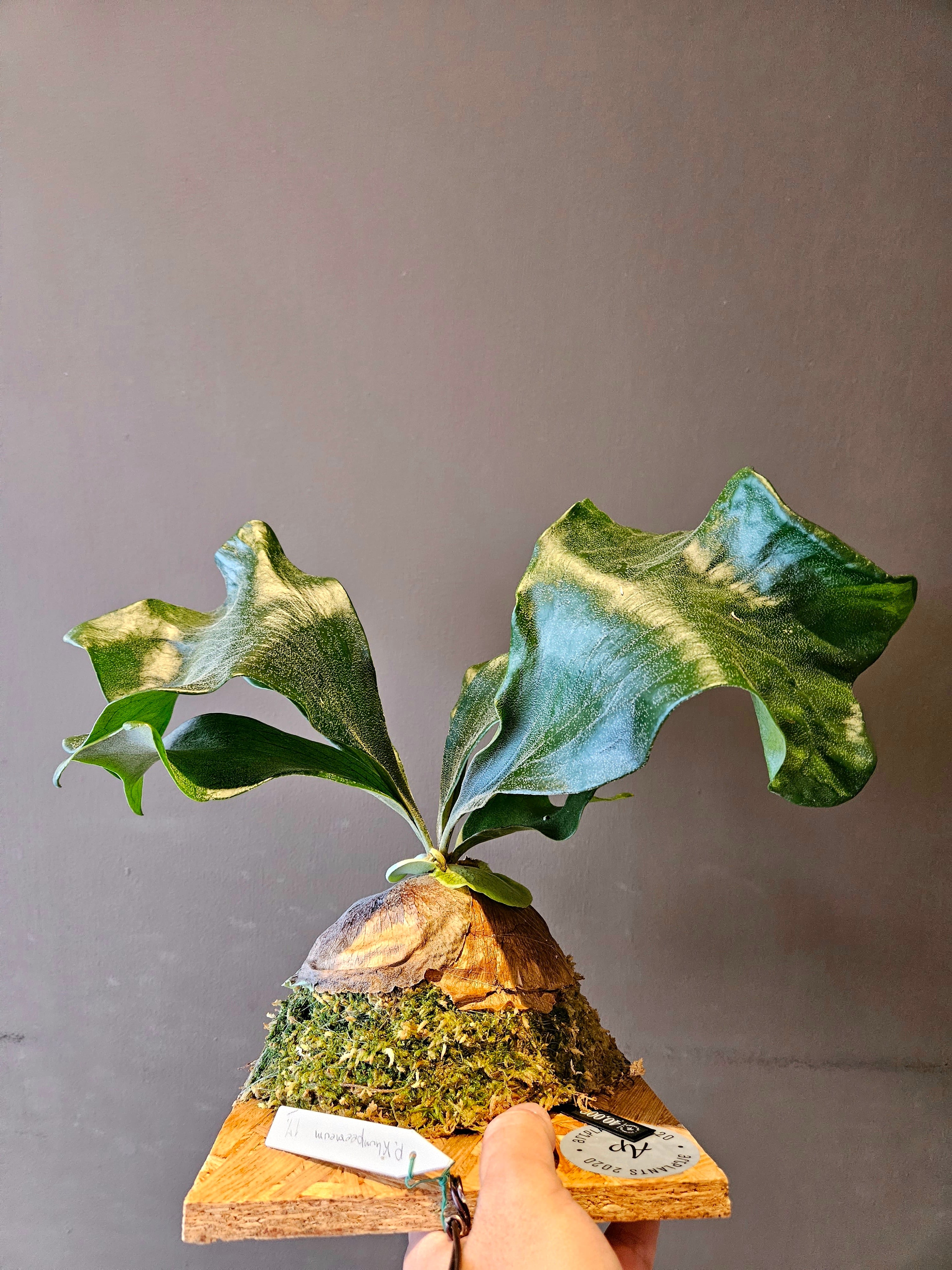 P. Khunpeemeum (hillii x bifurcatum) 【artPLANTs】ビカクシダ P. Khunpeemeum (hillii x bifurcatum) 【artPLANTs】ビカクシダ