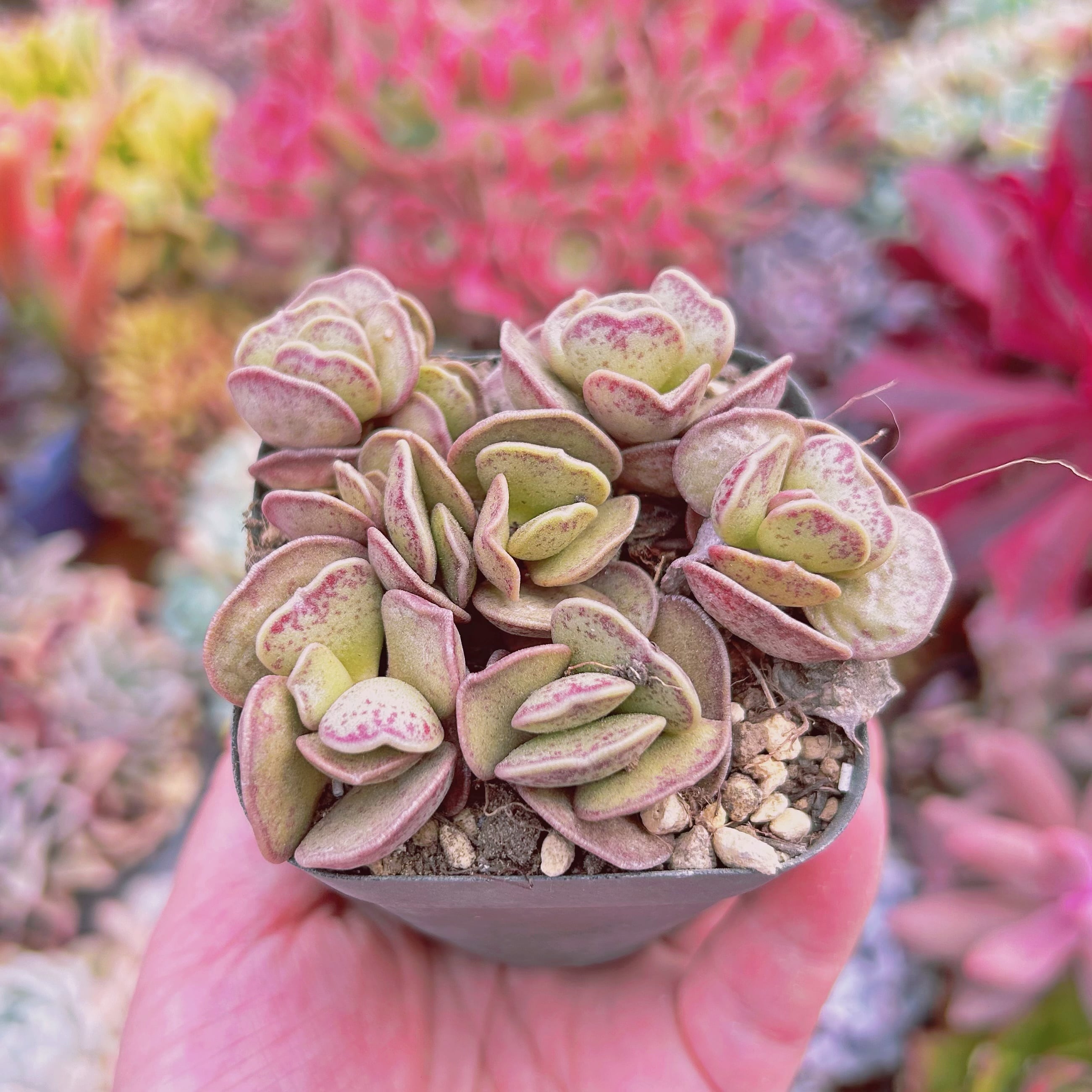 多肉植物 アドロミスクス ピンクハート 5頭以上 | るる農園~多肉植物専門