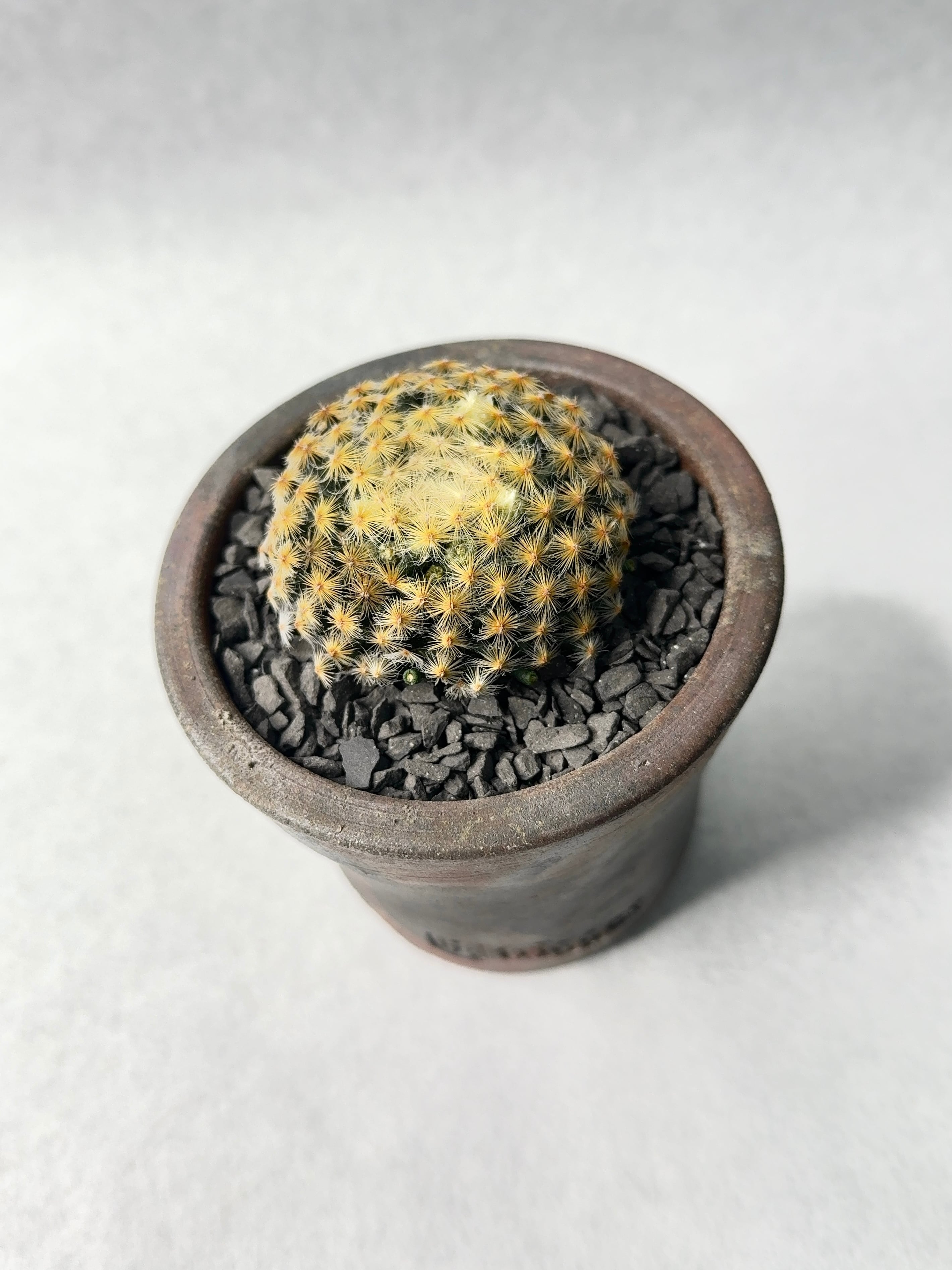 マミラリア・黄金明星 | trigger