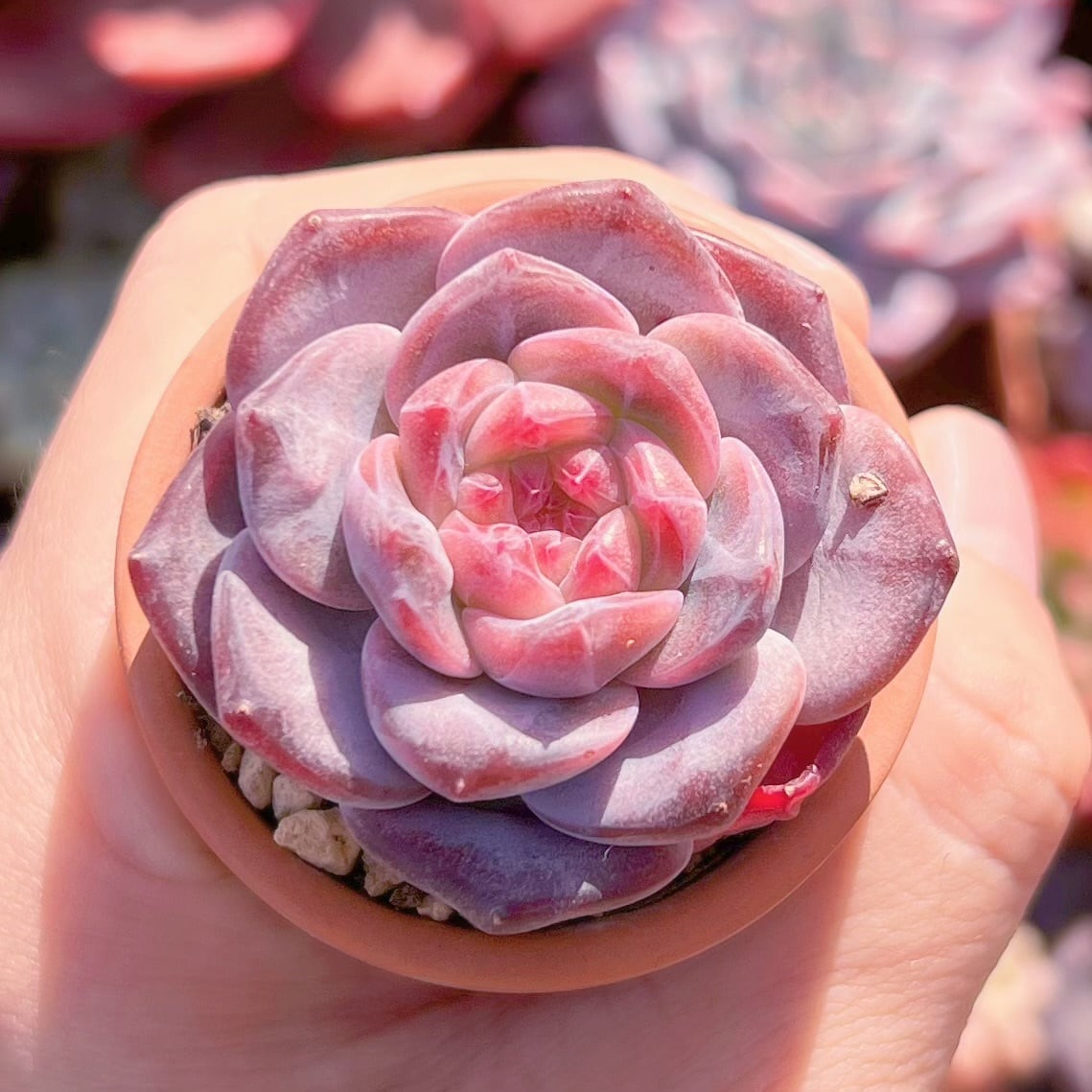 多肉植物   雪芙蓉　新入荷　るる農園