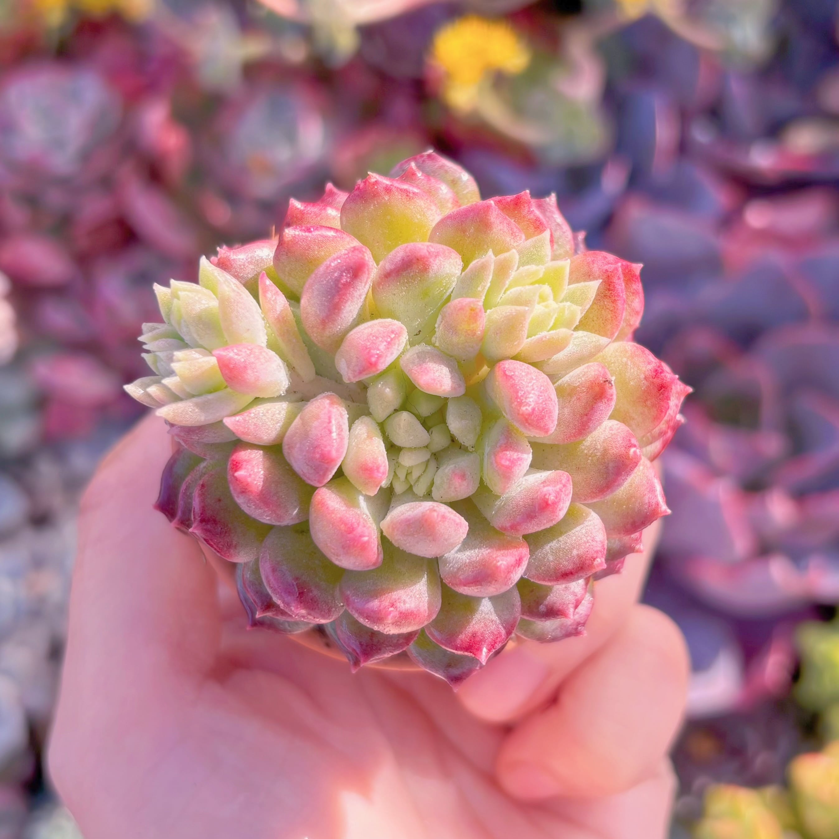 多肉植物　ベビーチーク　新入荷　るる農園