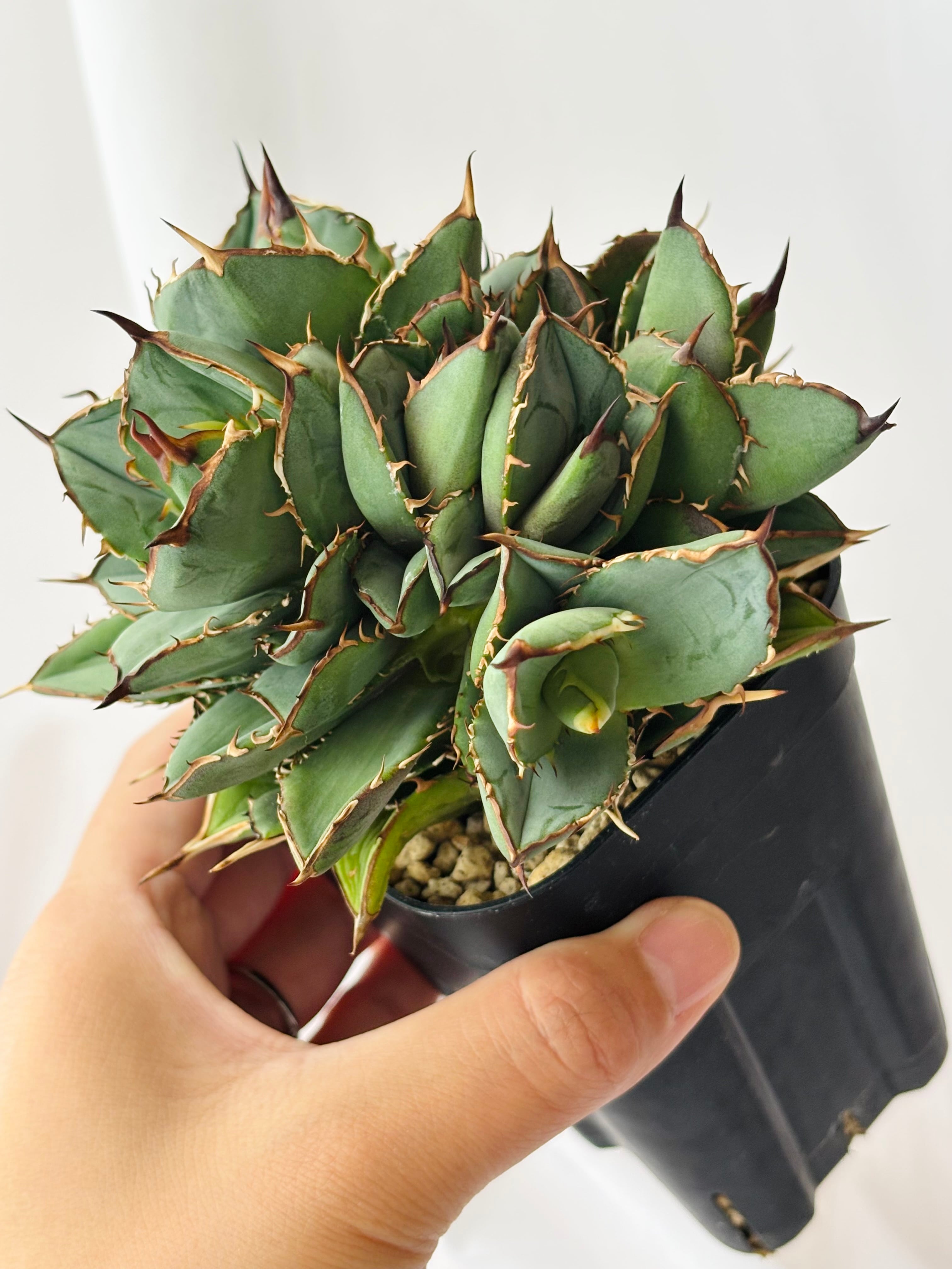 Agave titanota アガベ チタノタ モンスト 多肉植物 | plants MARU
