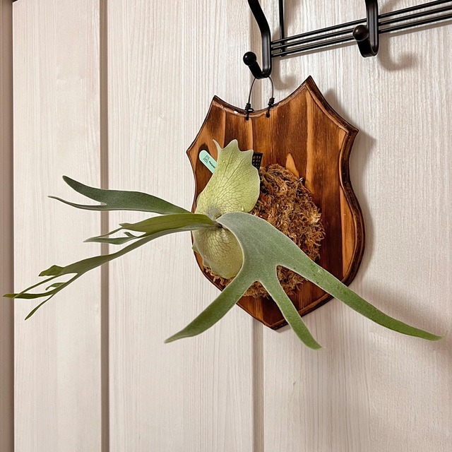 ビカクシダ ベイチー 板付 【観葉植物 壁掛け コウモリラン】