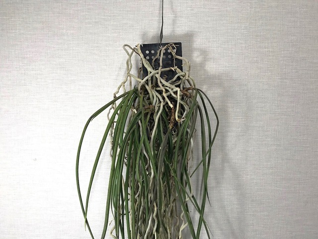 セイデンファデニア ミトラタ  着生蘭