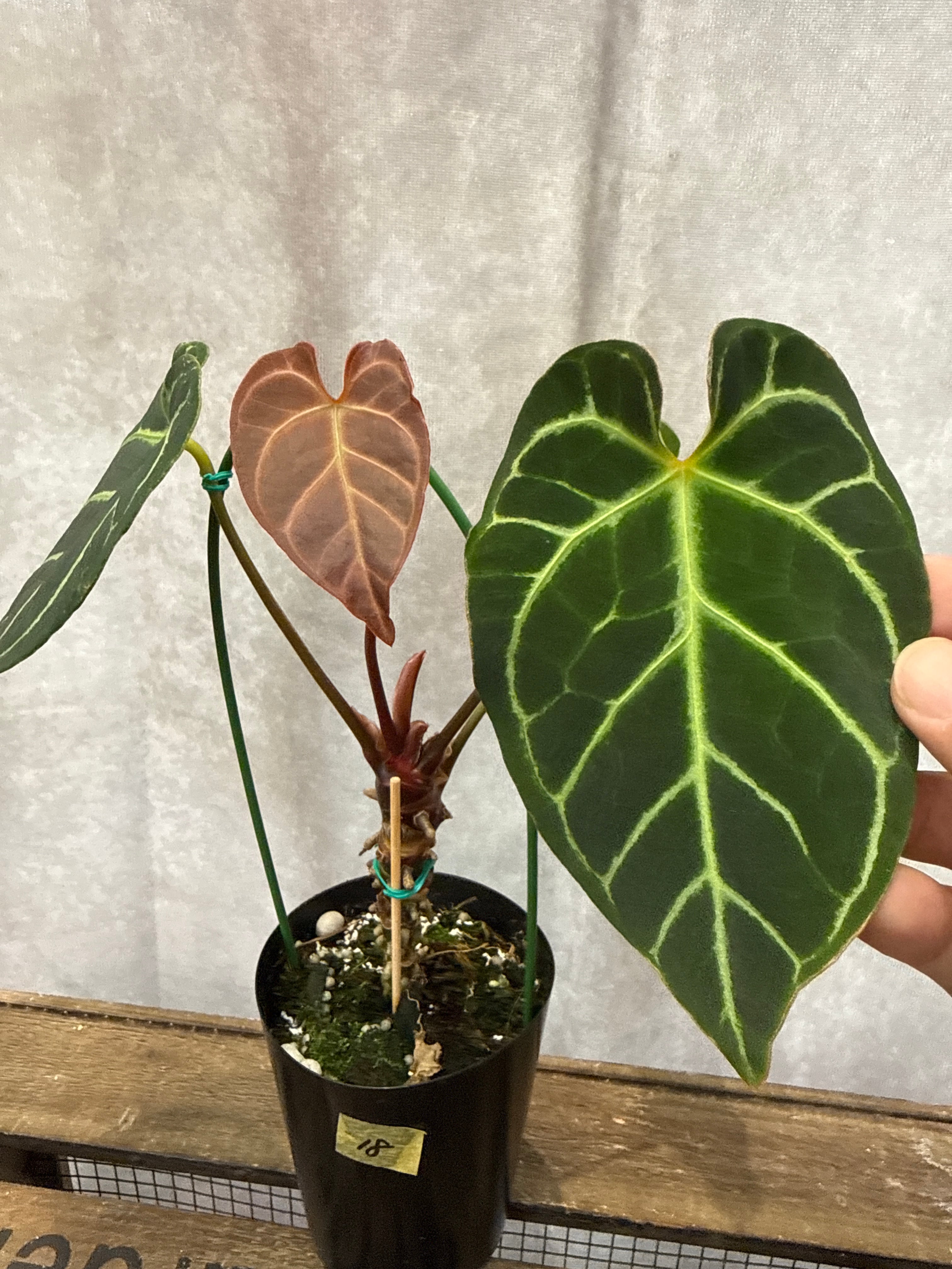 18 アンスリウム クリスタリナム | Gardenえん 【観葉熱帯植物】