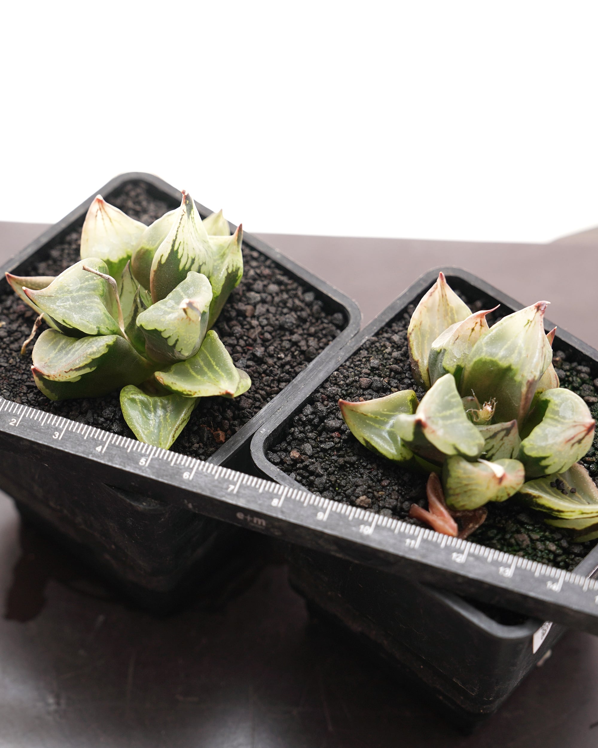 ハオルチア　裏般若錦　超美株斑 多肉植物 ハオルチア 裏般若錦 糊斑 超美品 - メルカリ