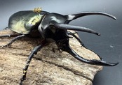 【WD】《アトラスオオカブト亜種マンテツ ラオス産 89mm ペア》