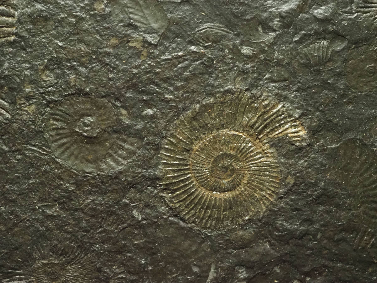 アンモナイト　化石 66.1Kg アンモナイト 化石 同梱不可[T726-1004]