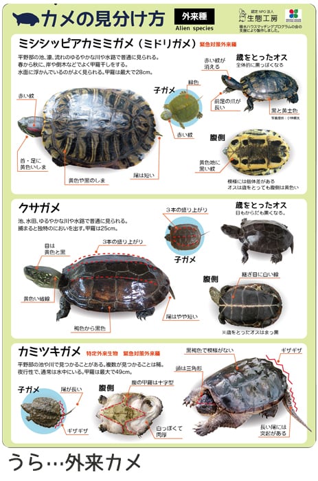 カメの見分け方 下敷き | 生態工房 購買部