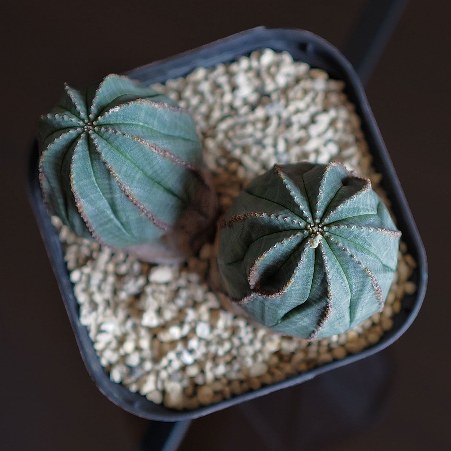 ダルマオベサ・モンストオベサ 2個セット モンスト オベサ (綴化) | LIGHTHOUSE.PLANTS - 海外実生株の