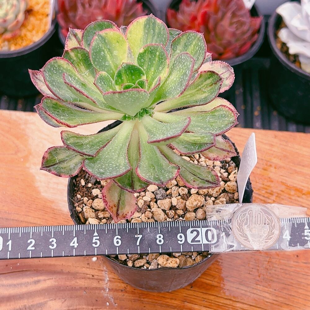 多肉植物 アエオニウム 彩蝶 美苗 #2 | Pay ID