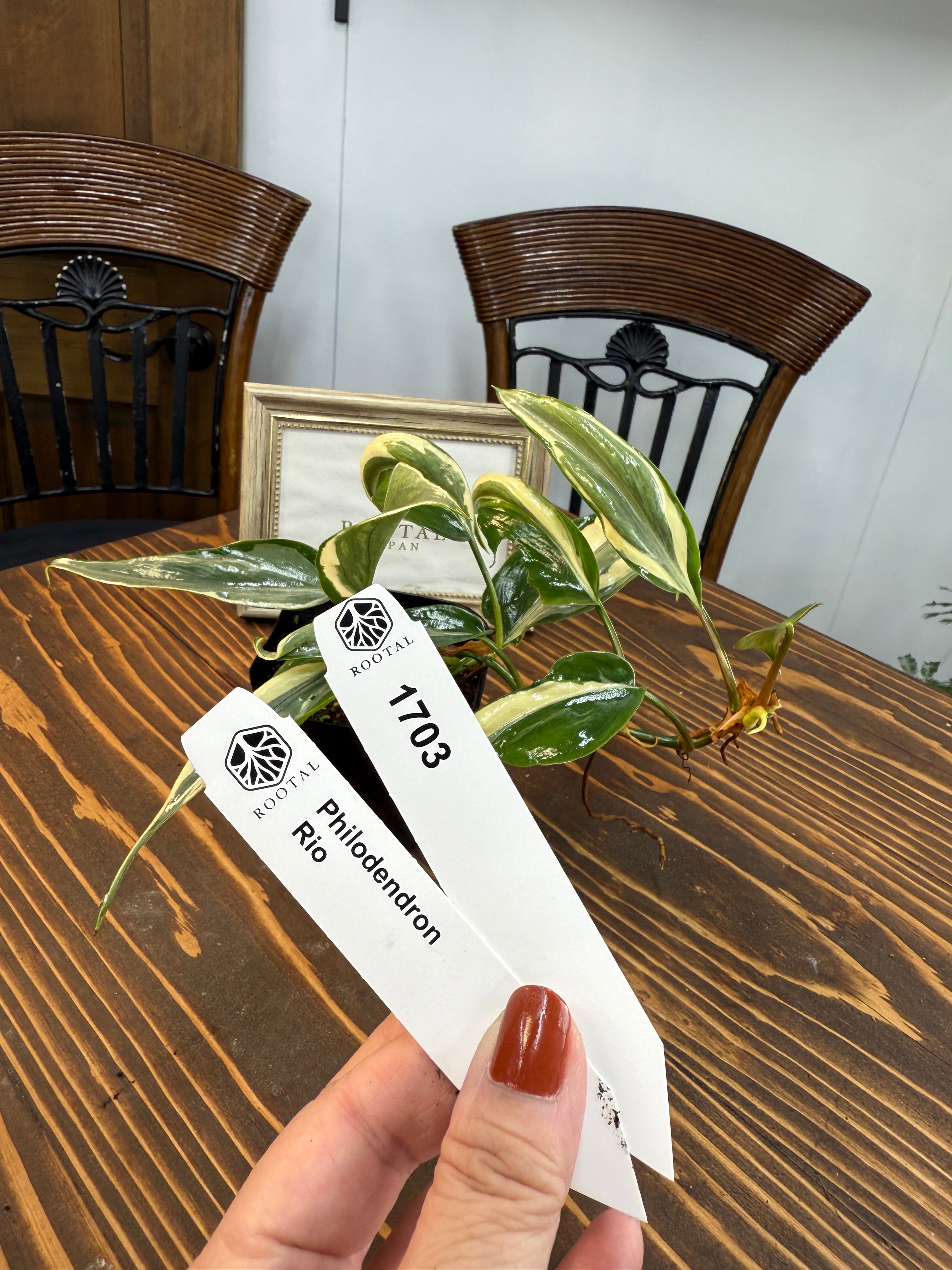 超希少　斑入りオヒルギ 超希少 斑入りオヒルギ