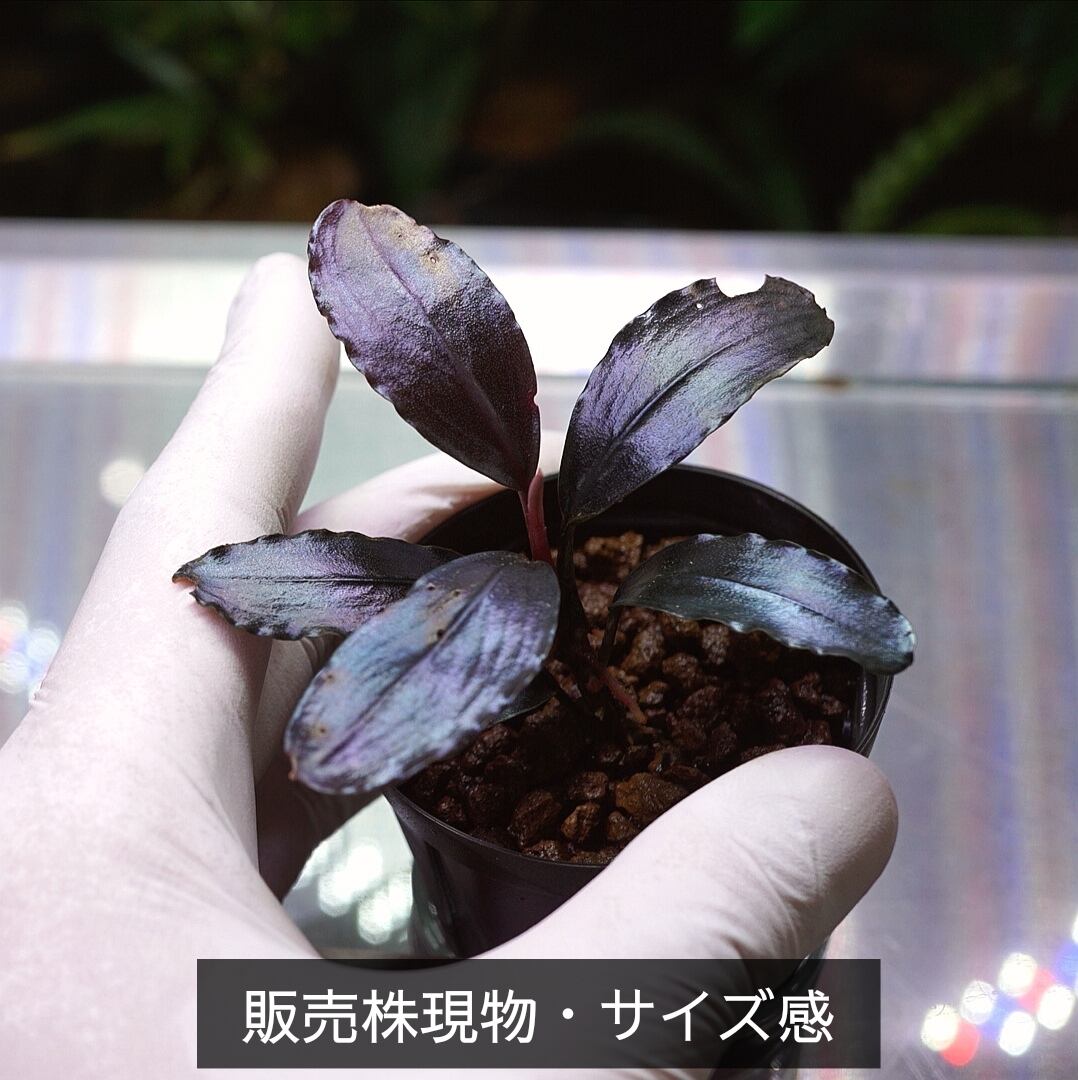 一点物】Bucephalandra sp.”Theia blue” No-004 | ブルーゲッコーラボ