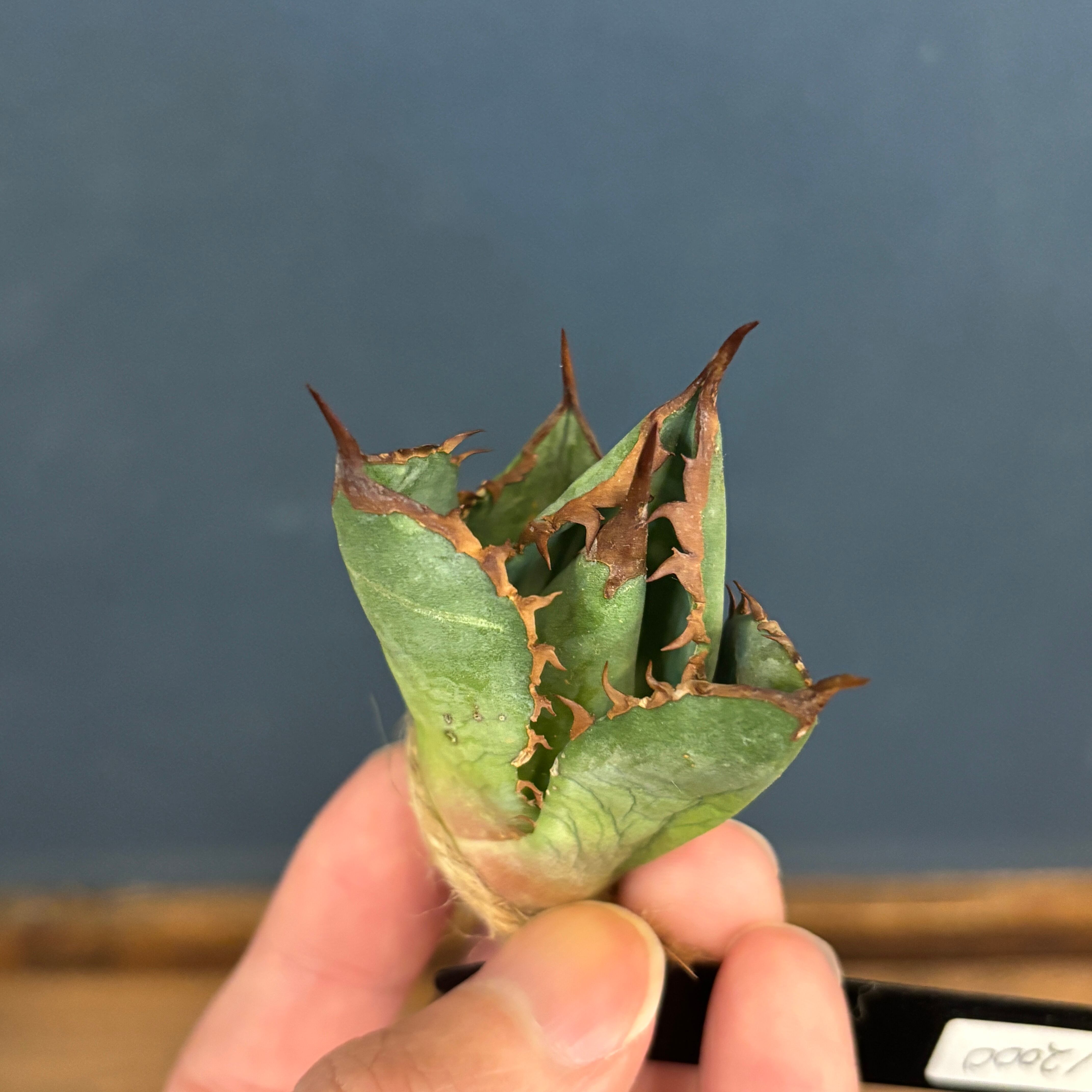 現品】2026年 CHAMさんアガベ イラン株福袋 20,000円 | PROTOLEAF