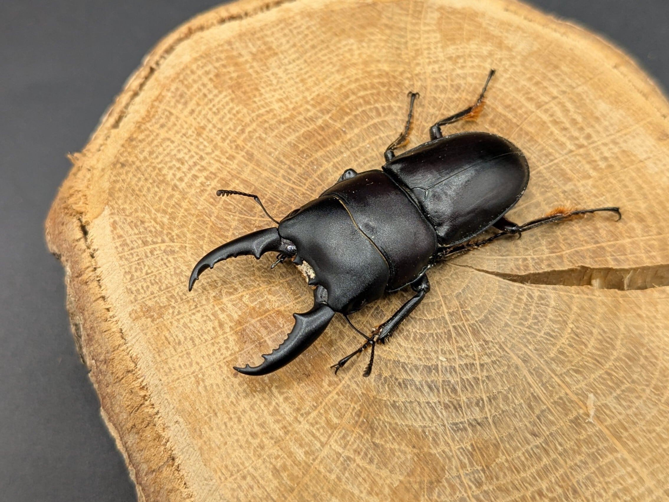 WDインターメディウスヒラタ ♂44mm♀22mm