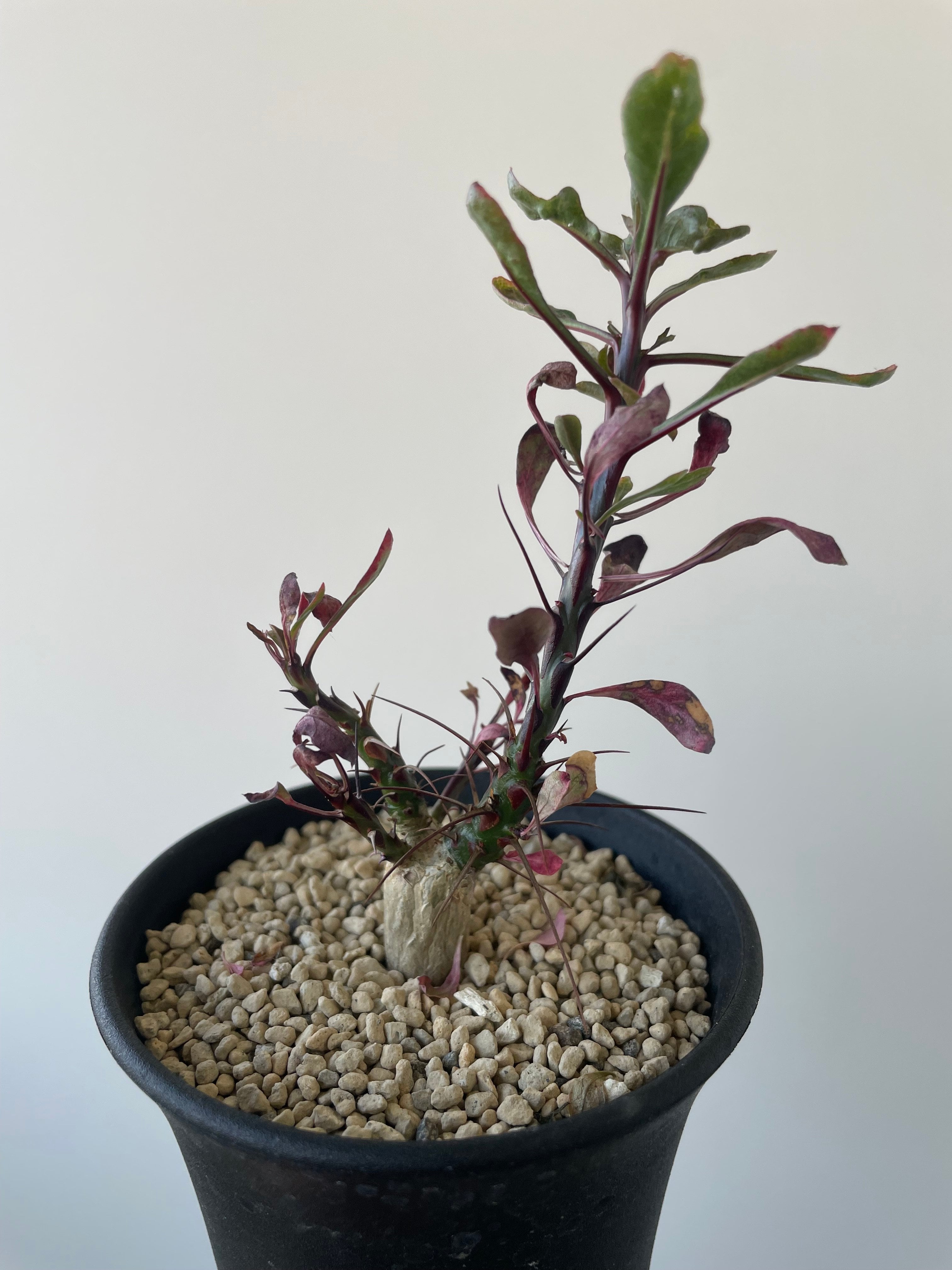 新着】Fouquieria fasciculata 10【激レア塊根・ぷっくり選抜実生株