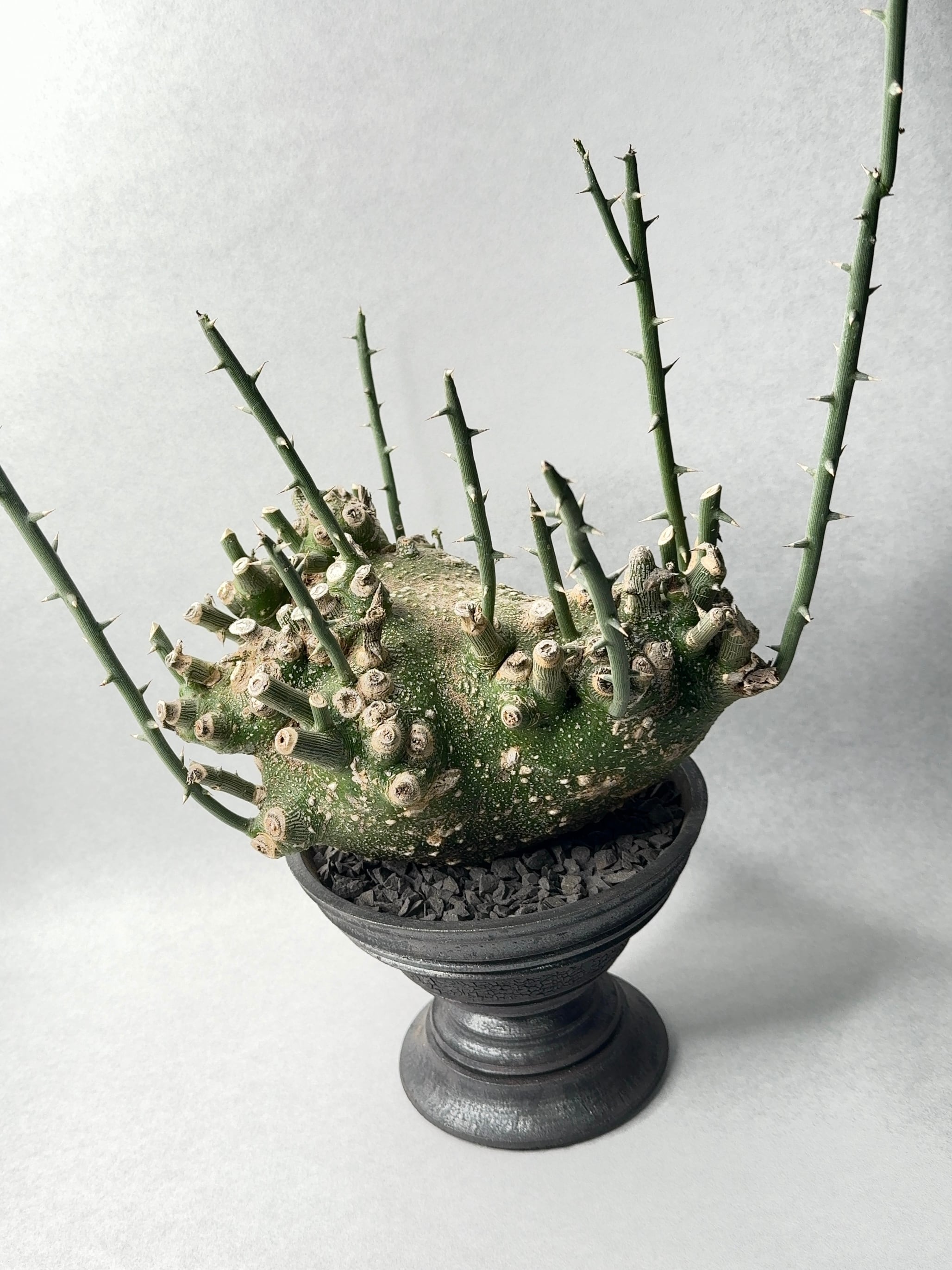 アデニア・グロボーサ | trigger