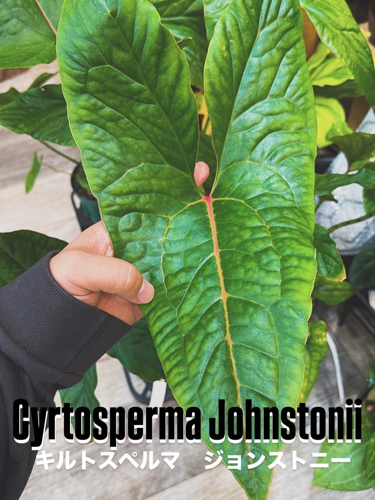 アロカシア・ホマロメナ、スキスマトグロッティス類 | Garden