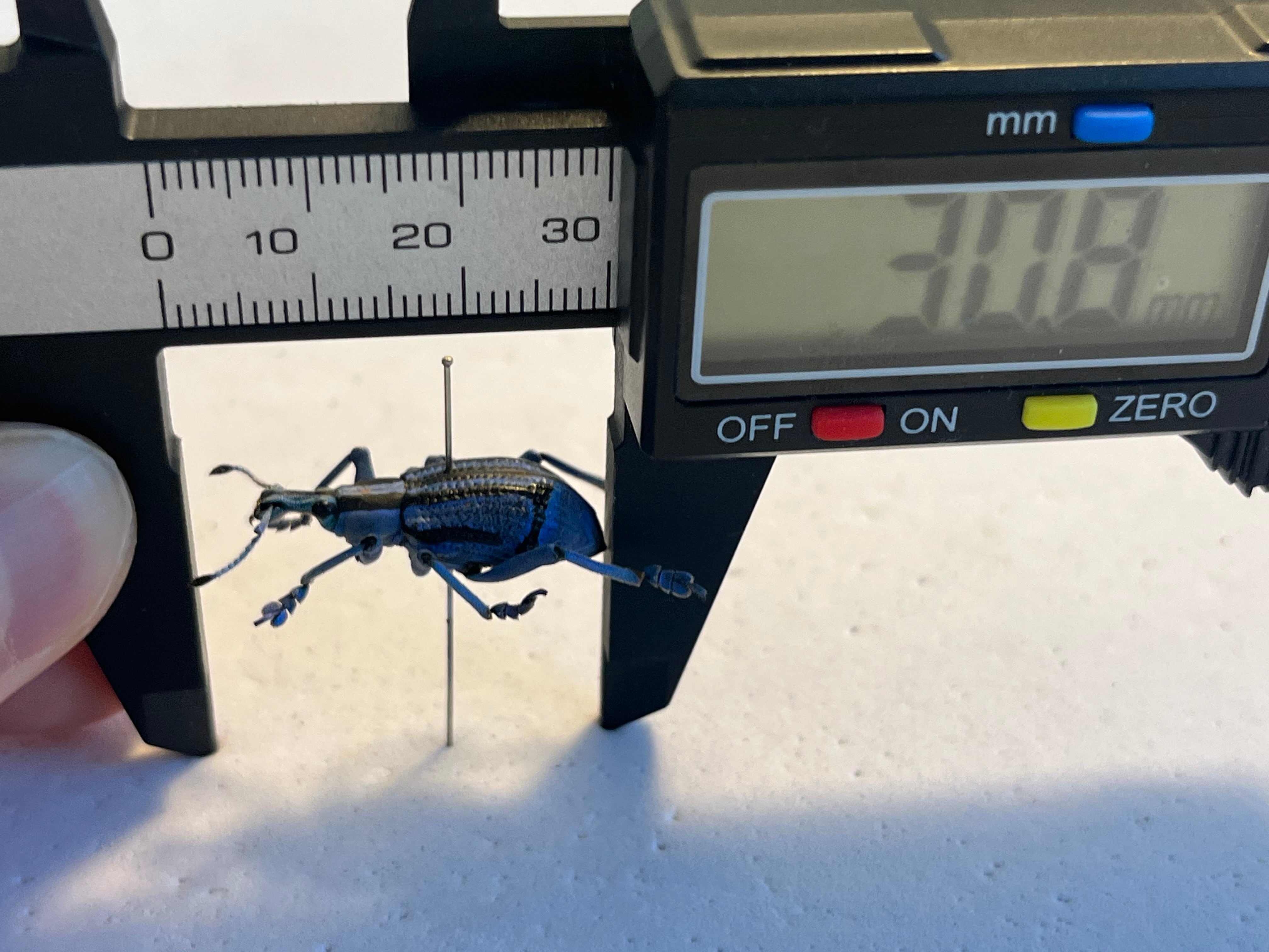 25mm】ベネットホウセキゾウムシ 標本カミキリ昆虫ゼリー標本甲虫フン