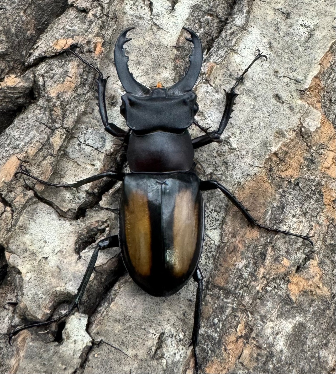 【WD】《パリーミヤマクワガタ 36mm ペア》