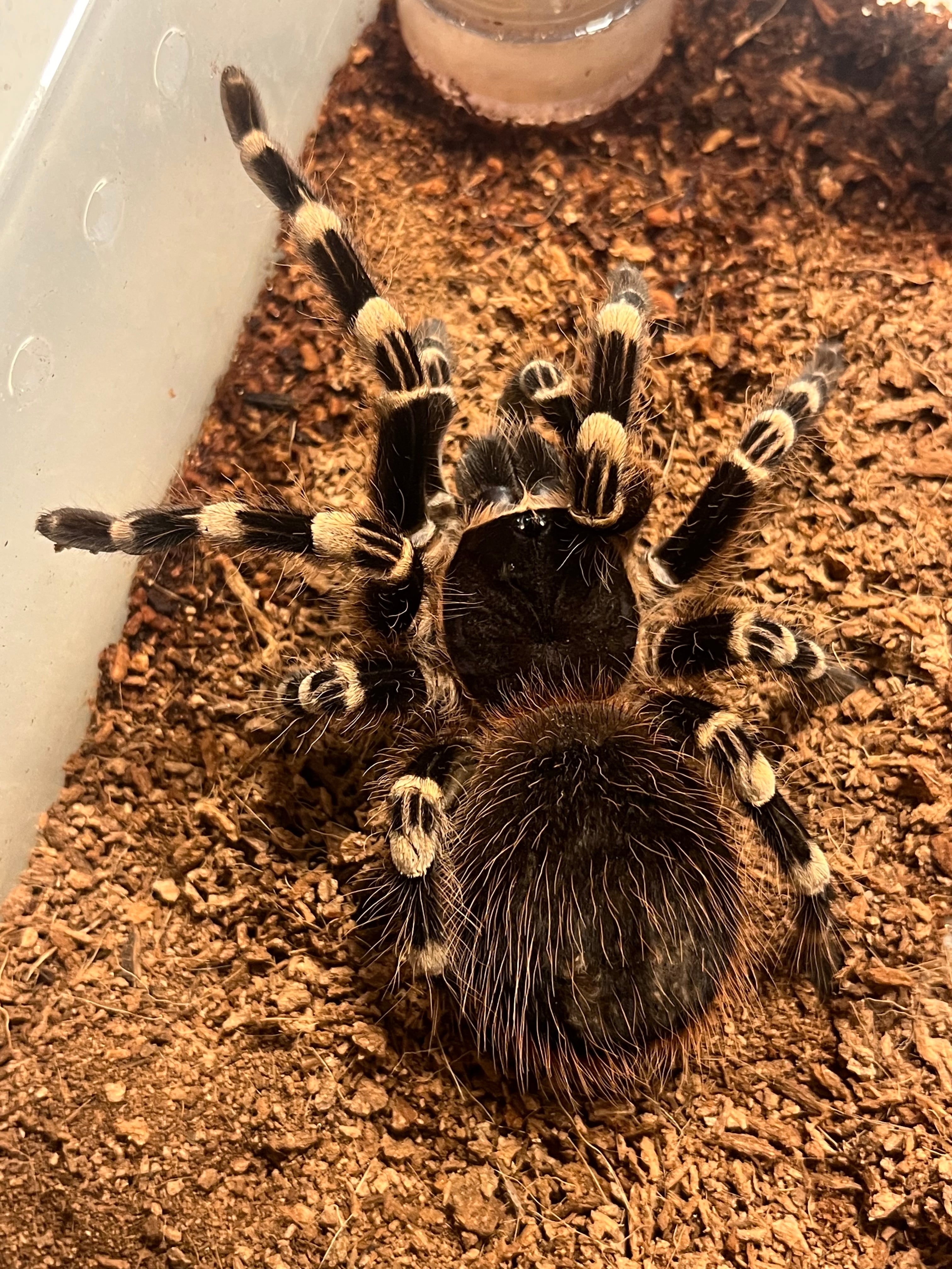 ♀確定】サンタレムピンクヘアード(ブラジリアンホワイトニー