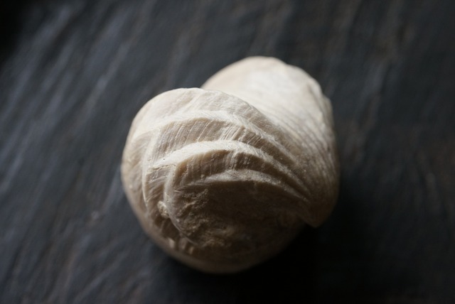 Burmirhynchia Decorata　化石 ⑧