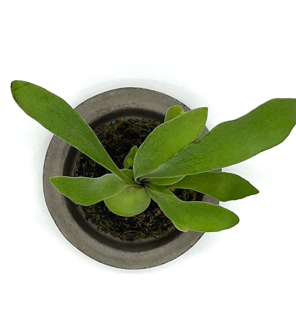 ビカクシダ Moss Ball（びかくしだこけだま） | Fine Pot+